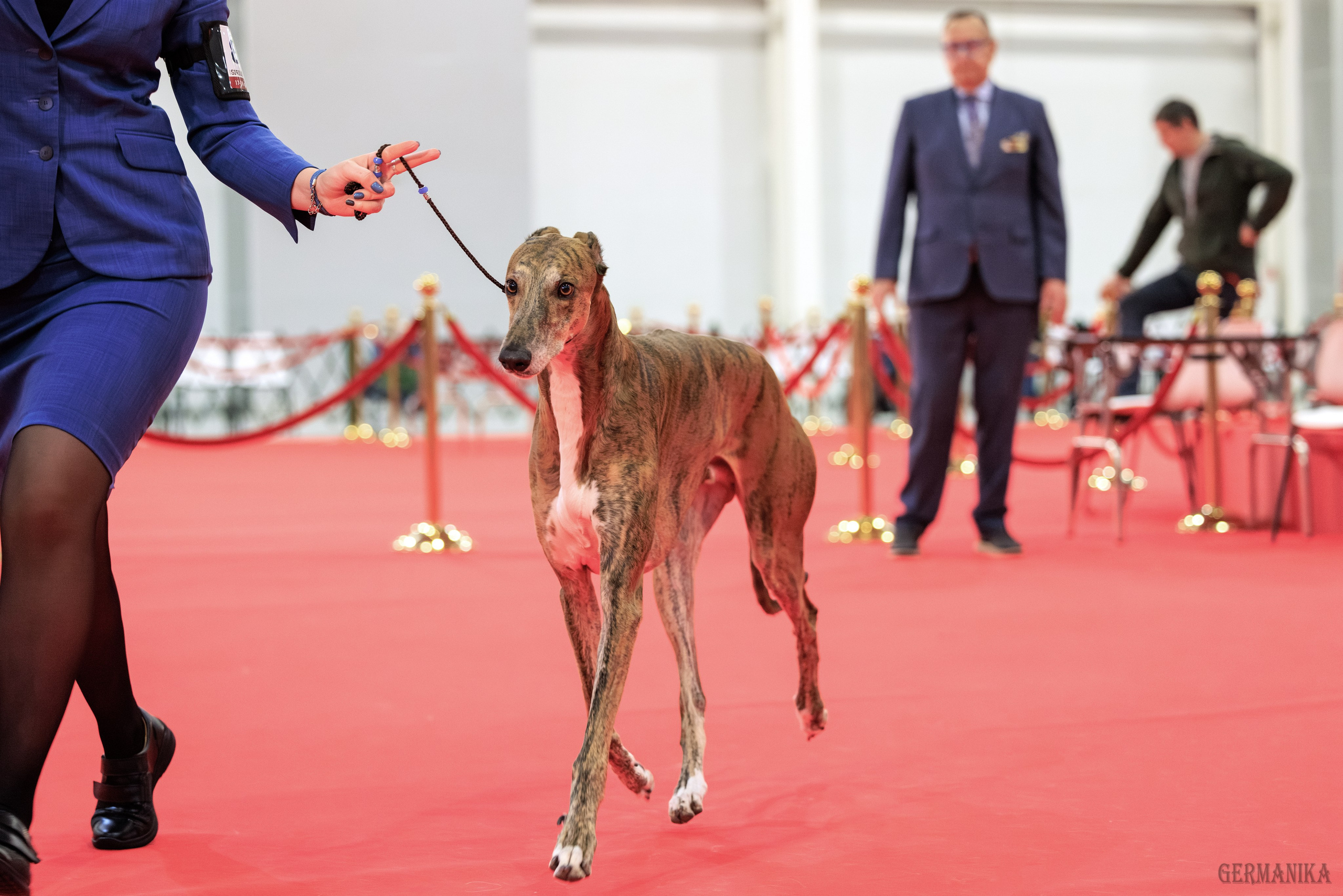 Лучшие Собаки России 17-18.02.2024. Фотограф-анималист Юлия Германика