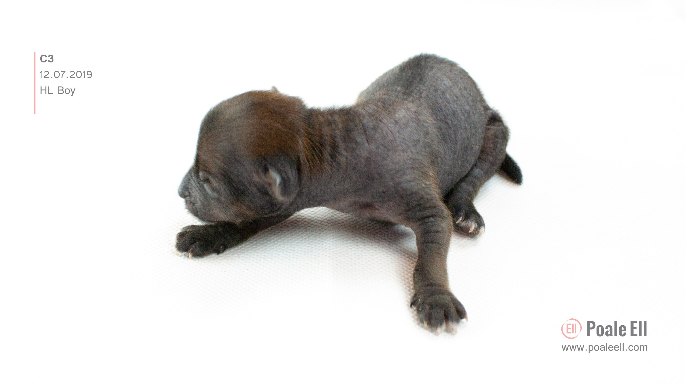 Litter C. Chinese Crested Dog Kennel Poale Ell