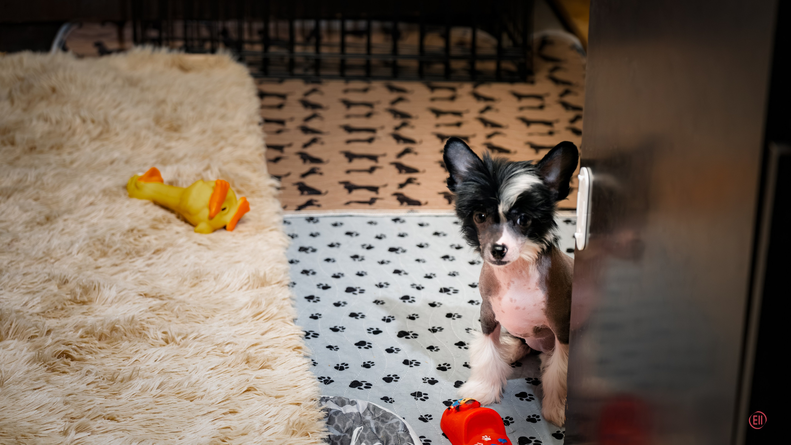 С наступающим 2026 Новым Годом!. Poale Ell Chinese Crested Dog Kennel: Buy a puppy from the kennel