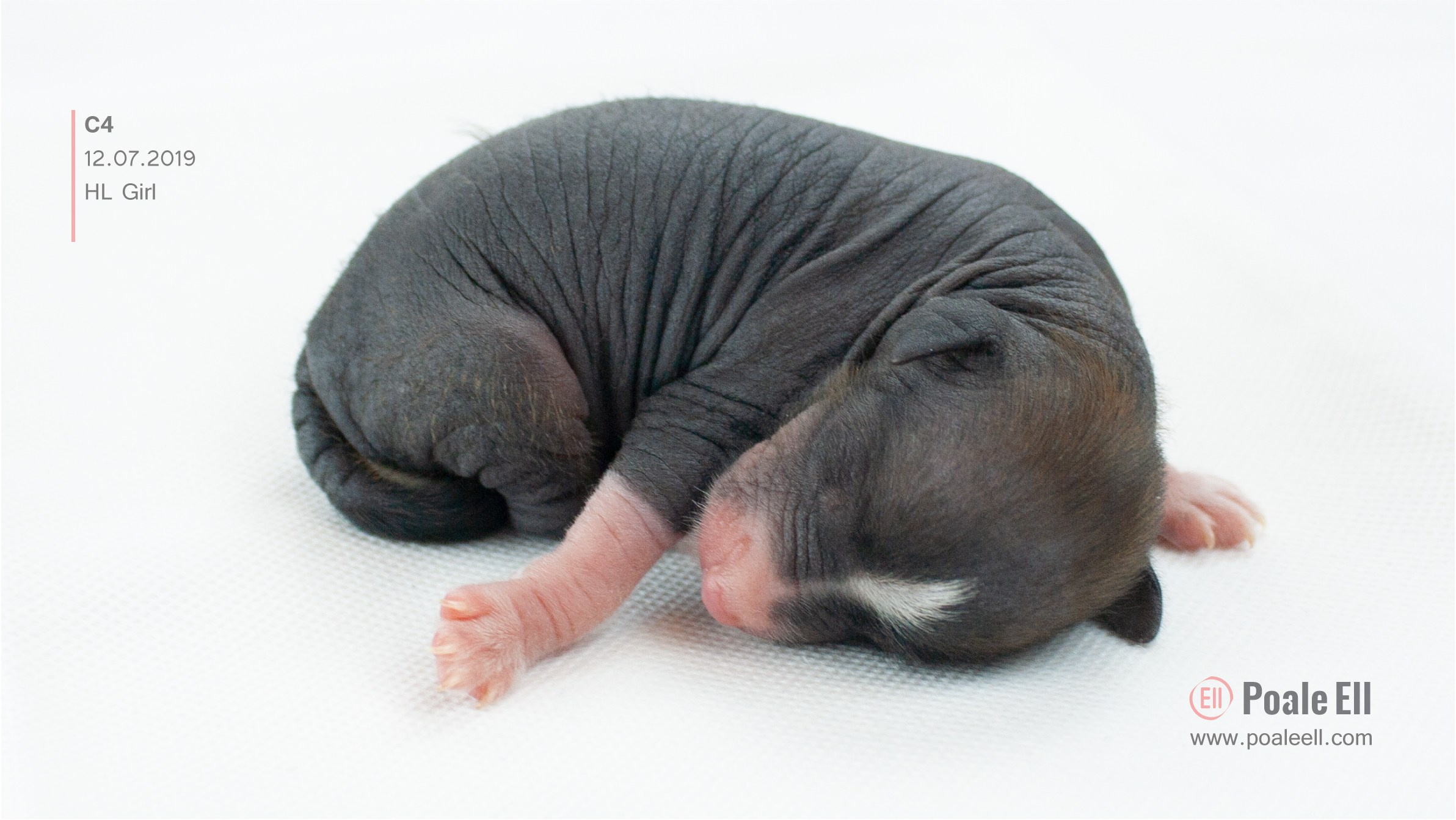 Litter C. Chinese Crested Dog Kennel Poale Ell