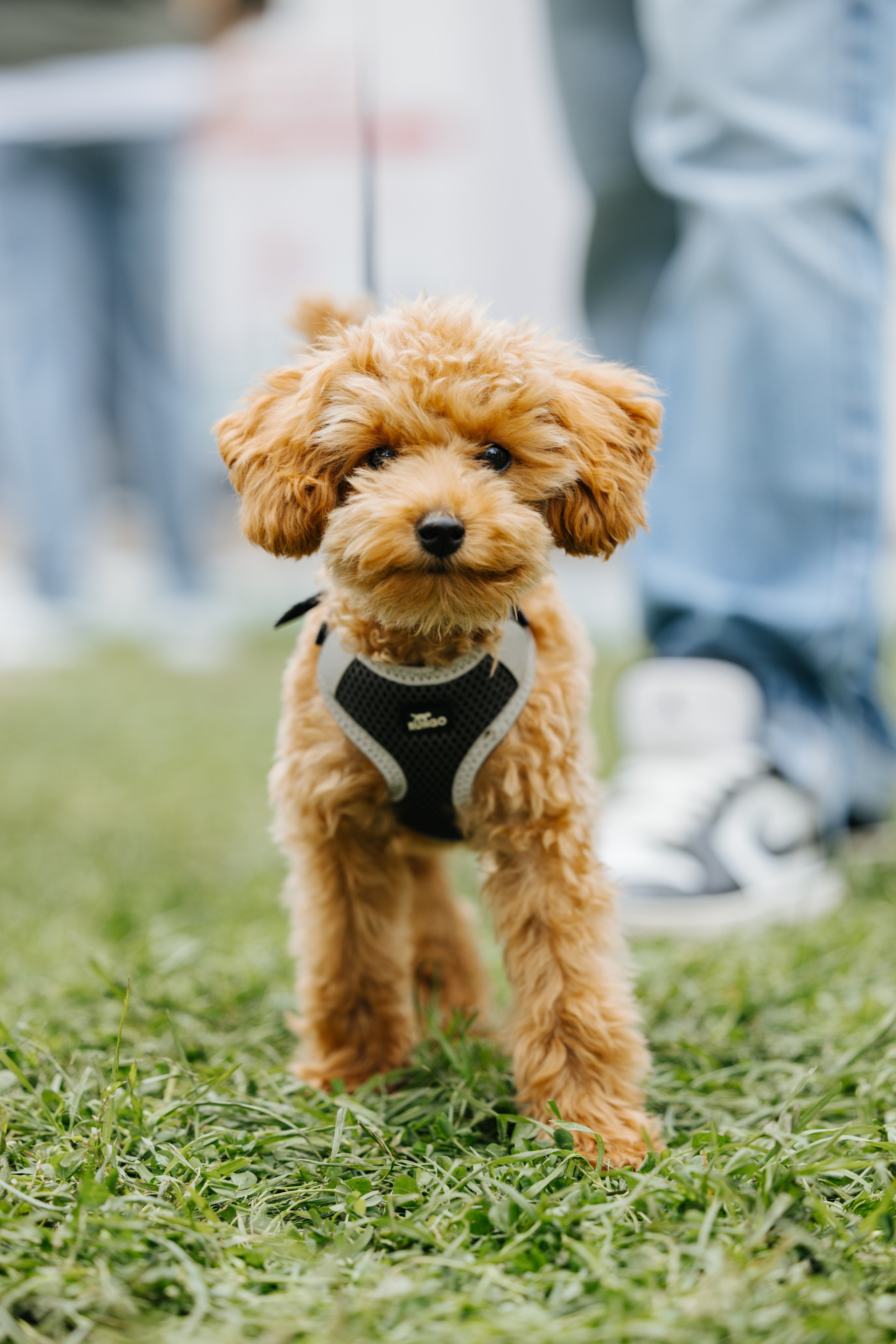 Хвостатый репортаж. Аксана Лисовская фотограф в Москве. Фотографии с характером