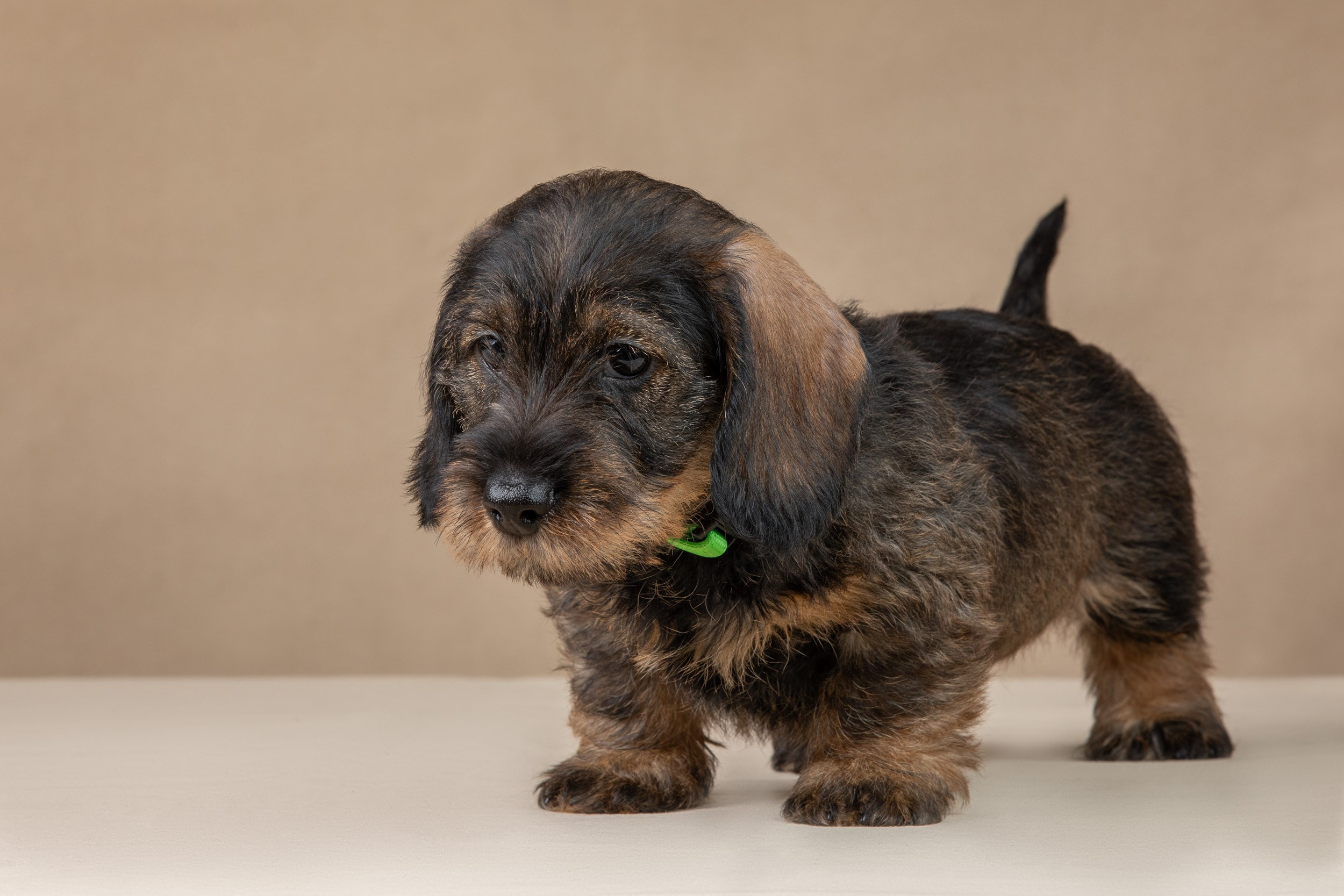Съемка щенков жесткошерстной таксы на бежевом фоне в ящике. Фотограф-анималист в Москве и Московской области Татьяна Фролова