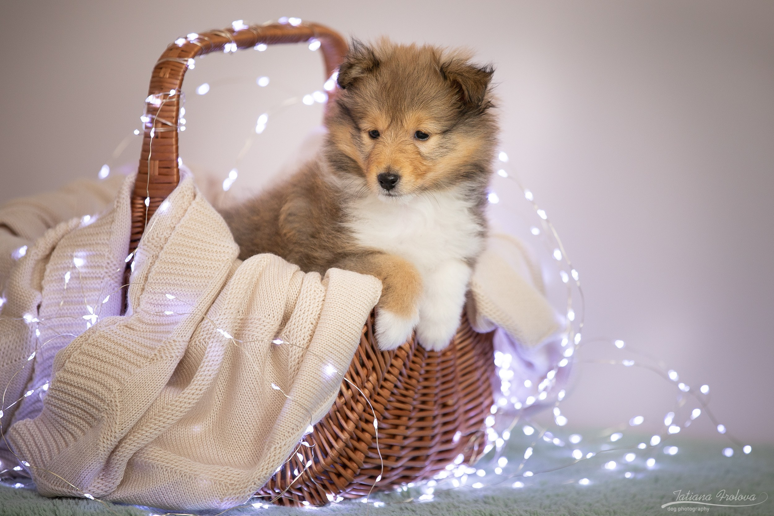 Съёмка щенков дома. Фотограф-анималист в Москве и Московской области Татьяна Фролова