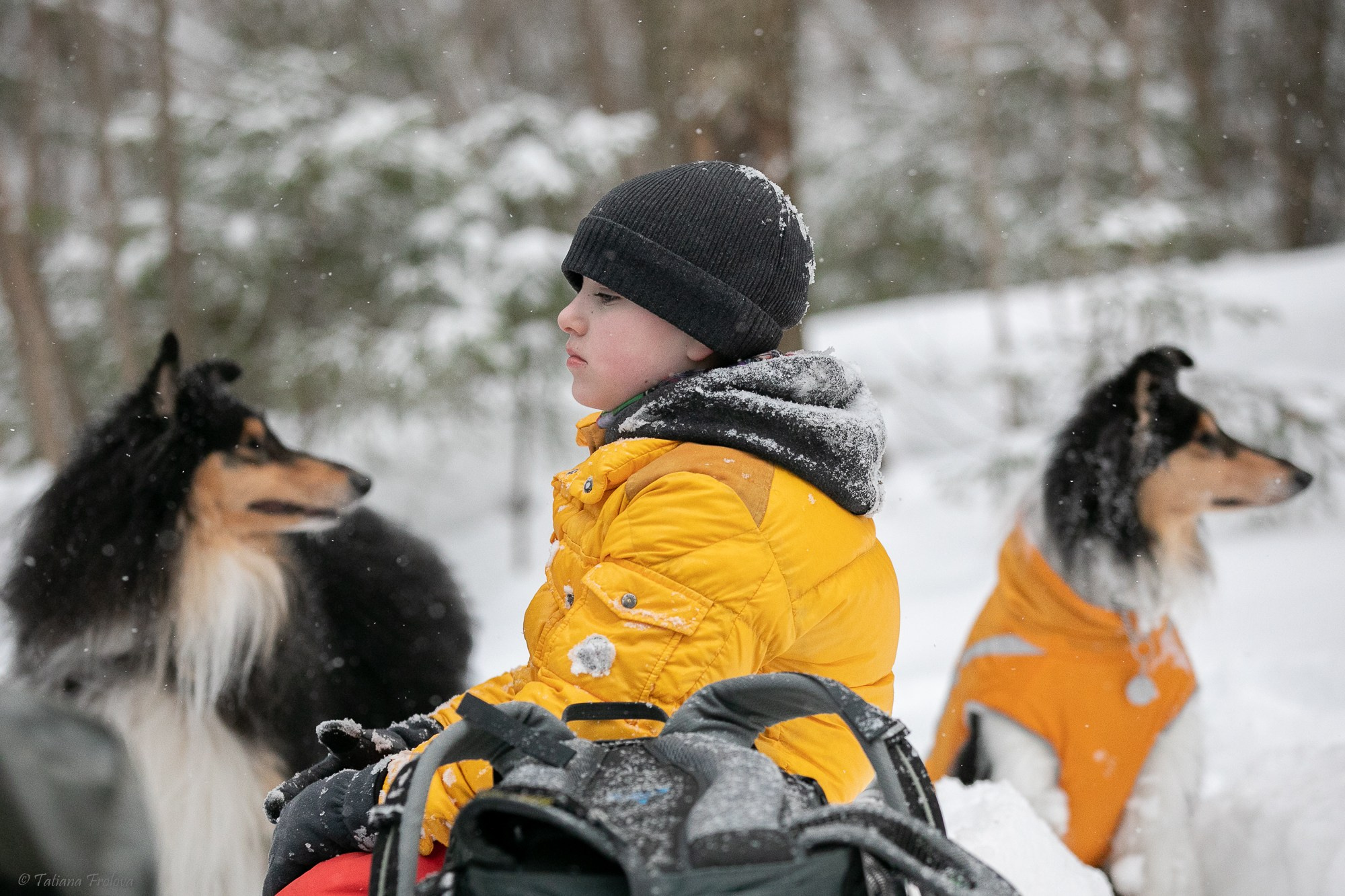 Фотосъемка похода с собаками в Московской области. Фотограф-анималист в Москве и Московской области Татьяна Фролова