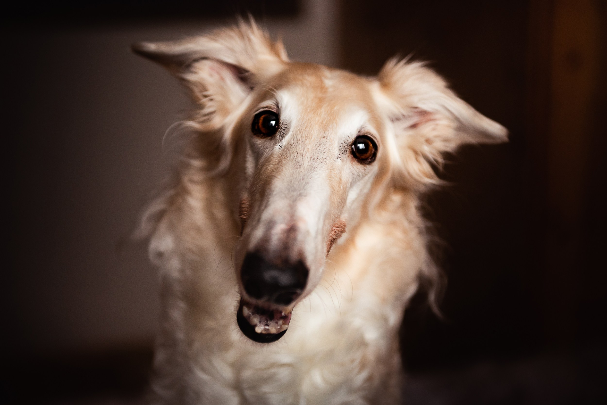 Квартира с картинами. Алиса, Андрей и их пушистая семья. Семейный Фотограф в Москве Ирина Хохлова