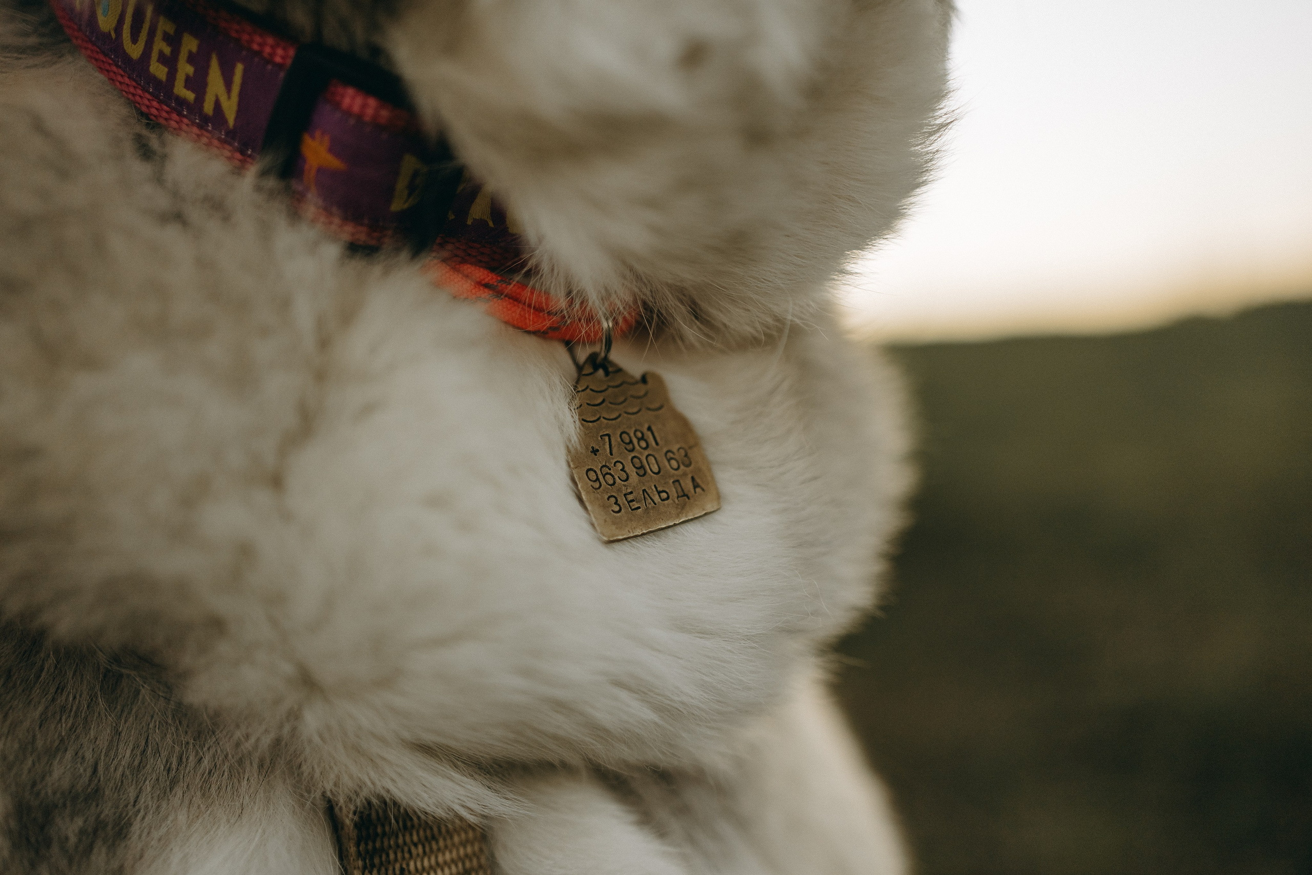 Саша и Зельда. Фотограф — Анималист | Санкт-Петербург