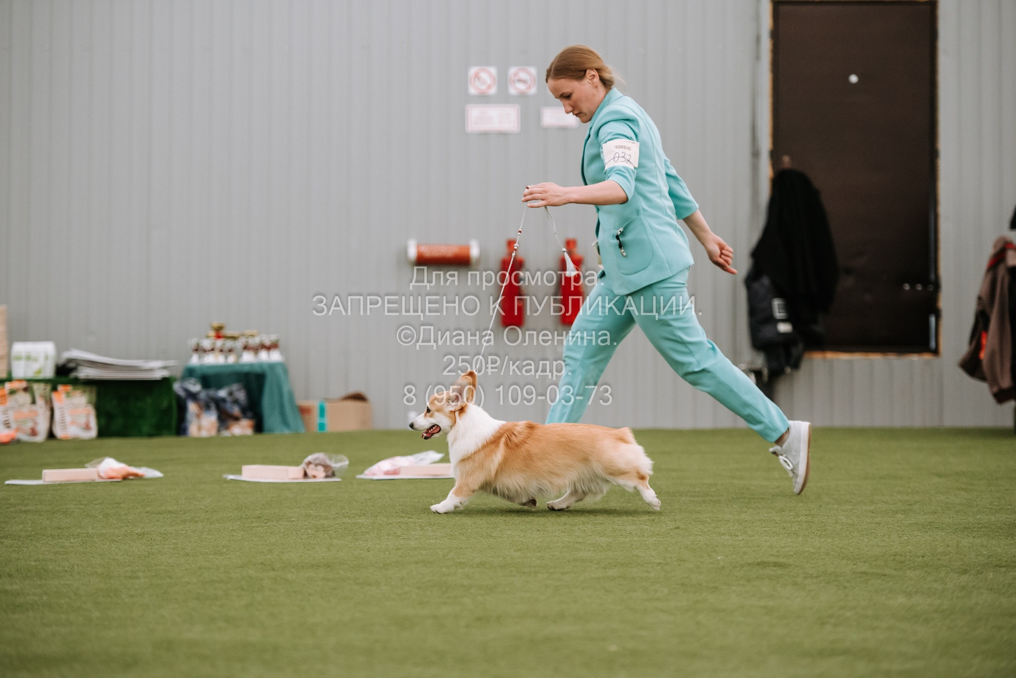 Выставка собак Красноярск 2.06. Фотограф Диана Оленина Красноярск / Братск
