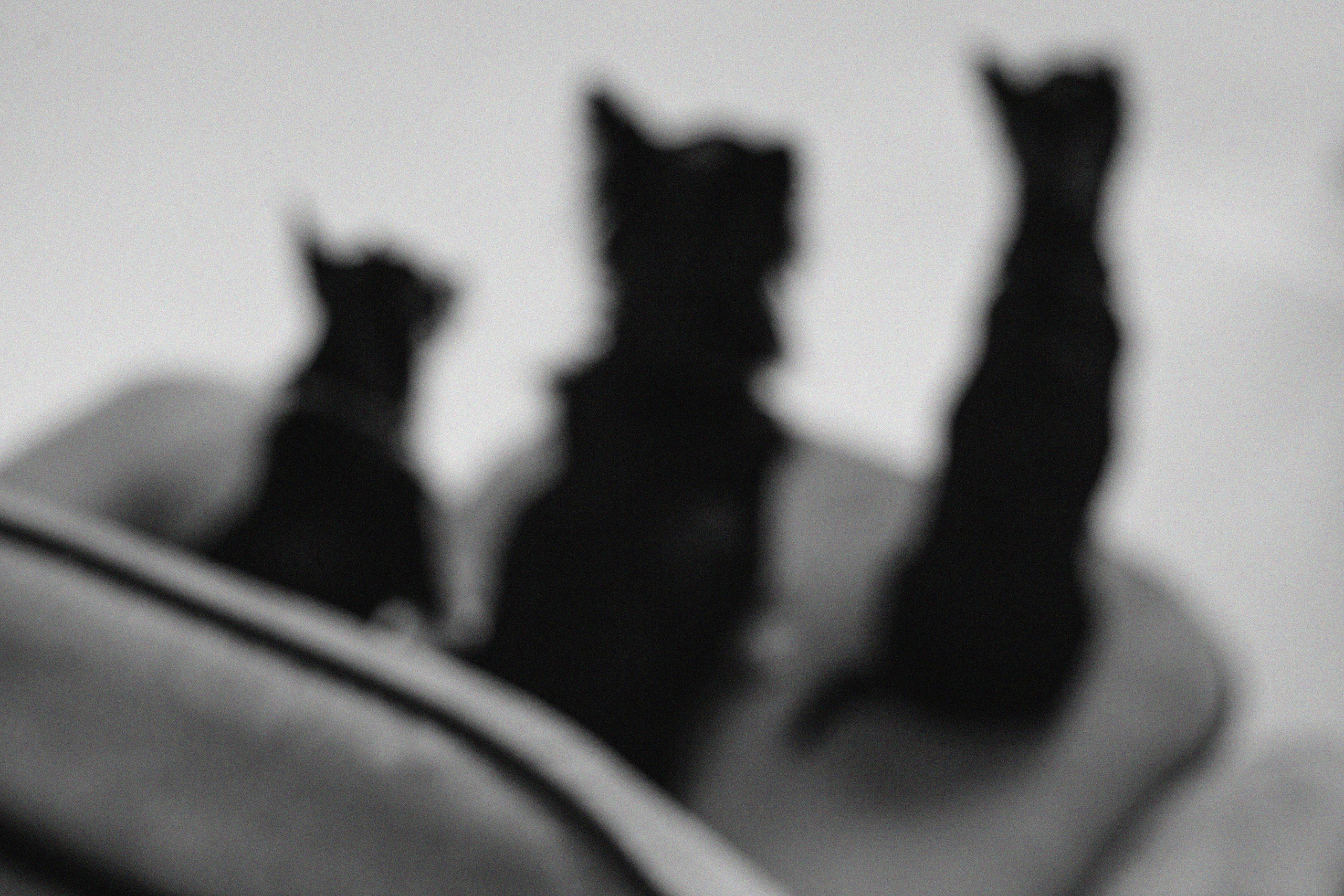 Семейная фотосессия. Фотограф-анималист Татьяна Степанова