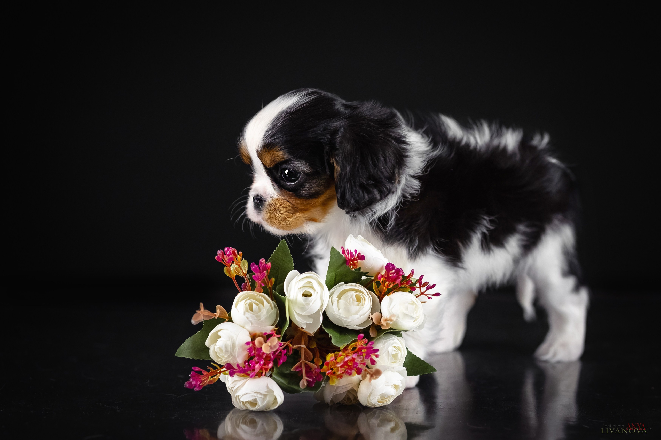 Кавалерчики. Фотограф анималист Аня Ливанова | Рыбинск