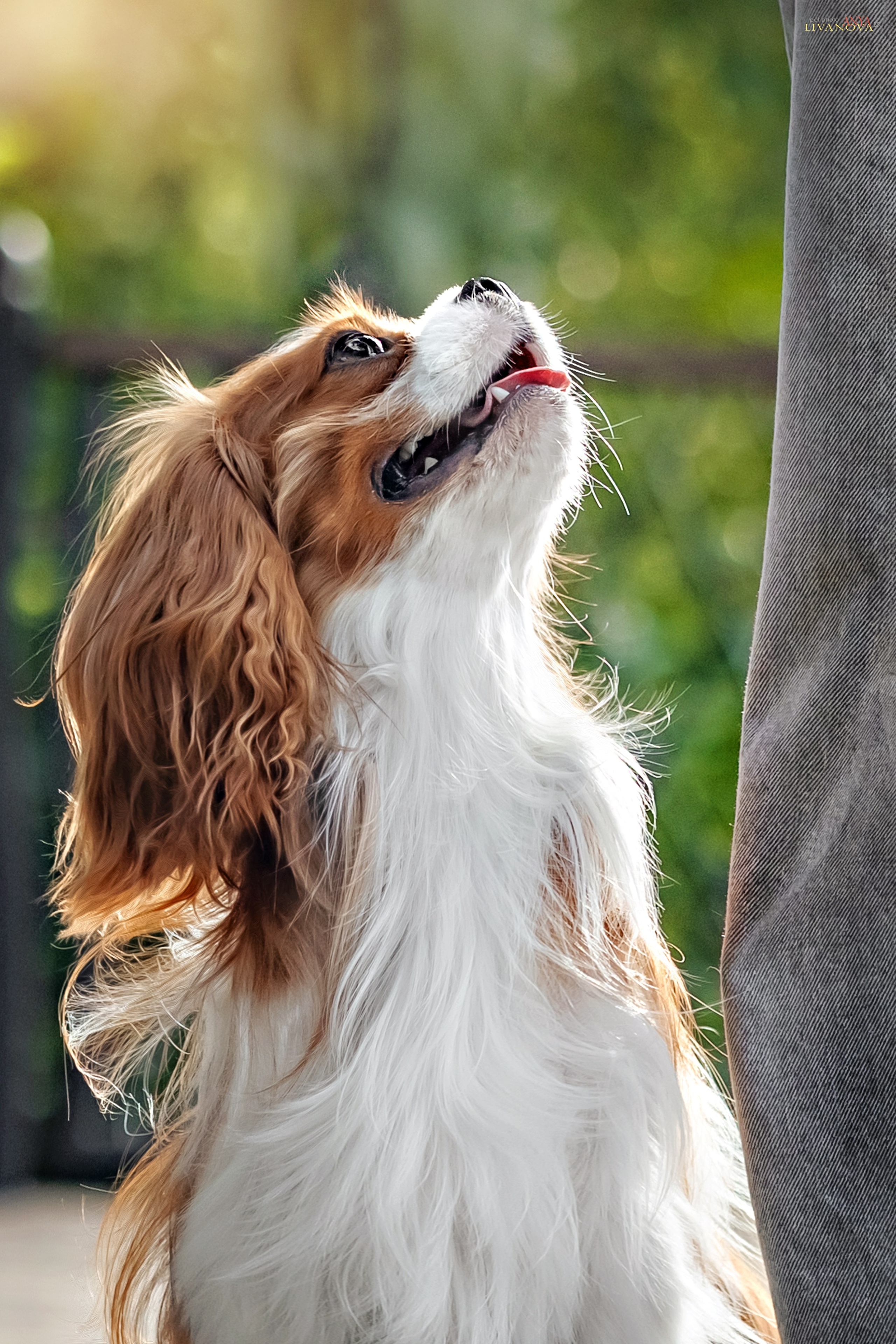 Маруся и Энди. Фотограф анималист Аня Ливанова | Рыбинск