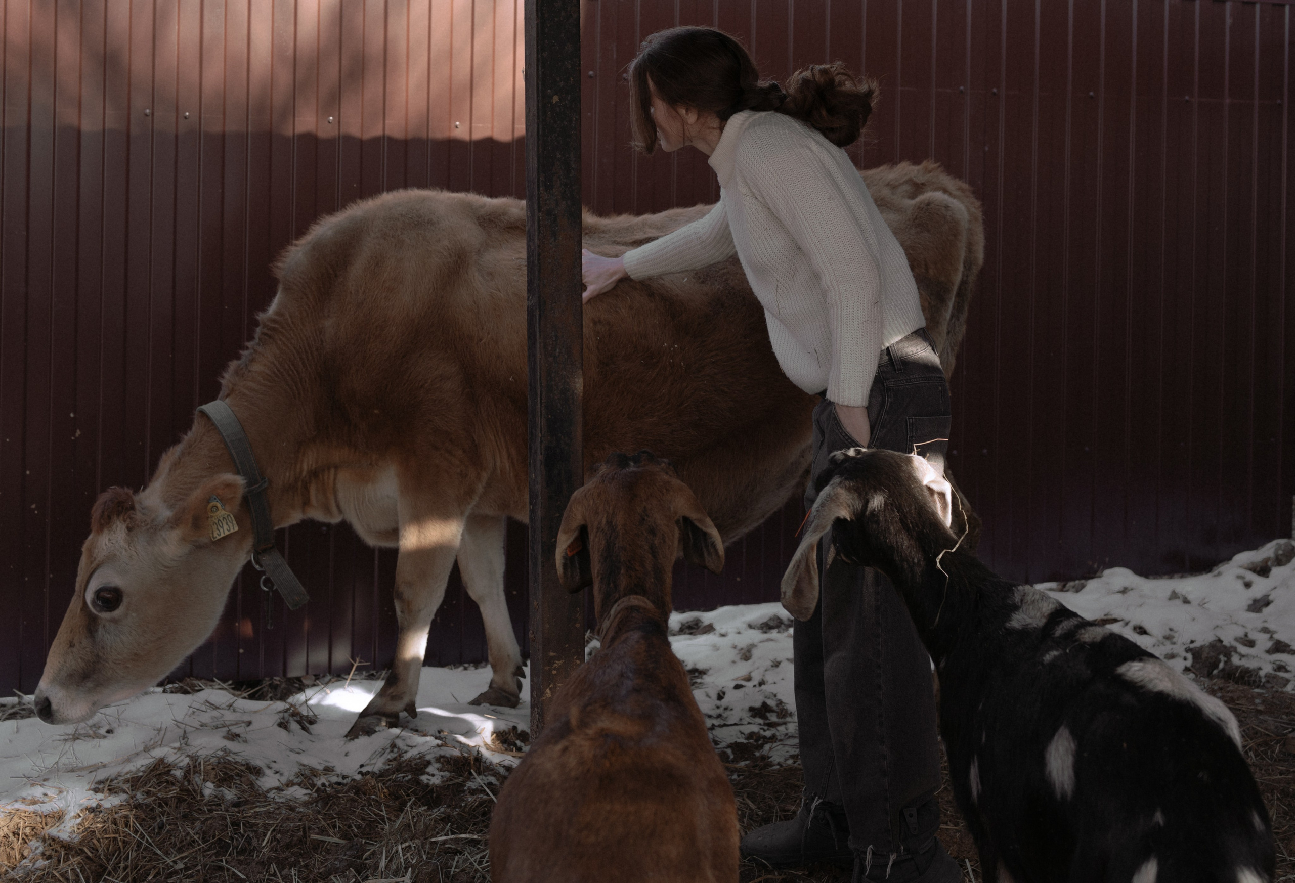 Маша, бигль Вера и её ферма. Семейный фотограф в Москве Алёна Чача
