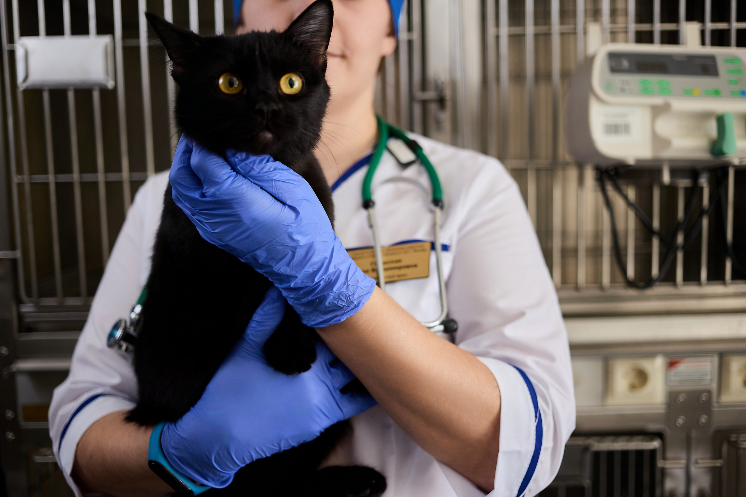 Контент для ветеринарного лендинга правительства Москвы. Фотограф и Видеограф в Москве. Олег Корушев