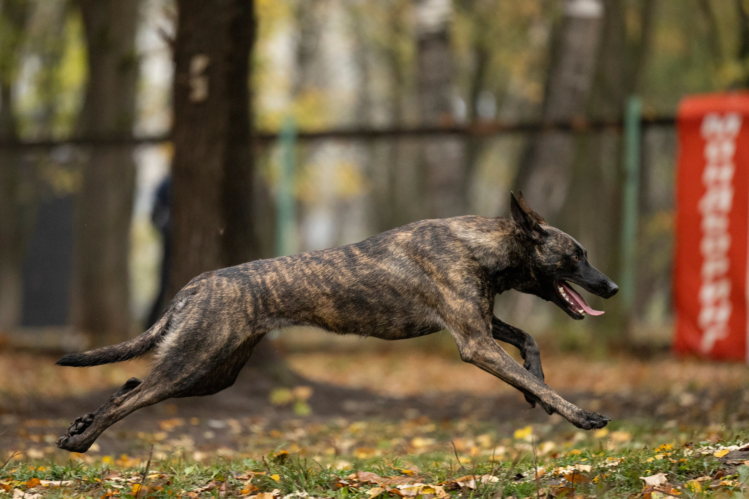 Соревнования по Мондьорингу г. Вологда. Фотограф-анималист Анна Маринич