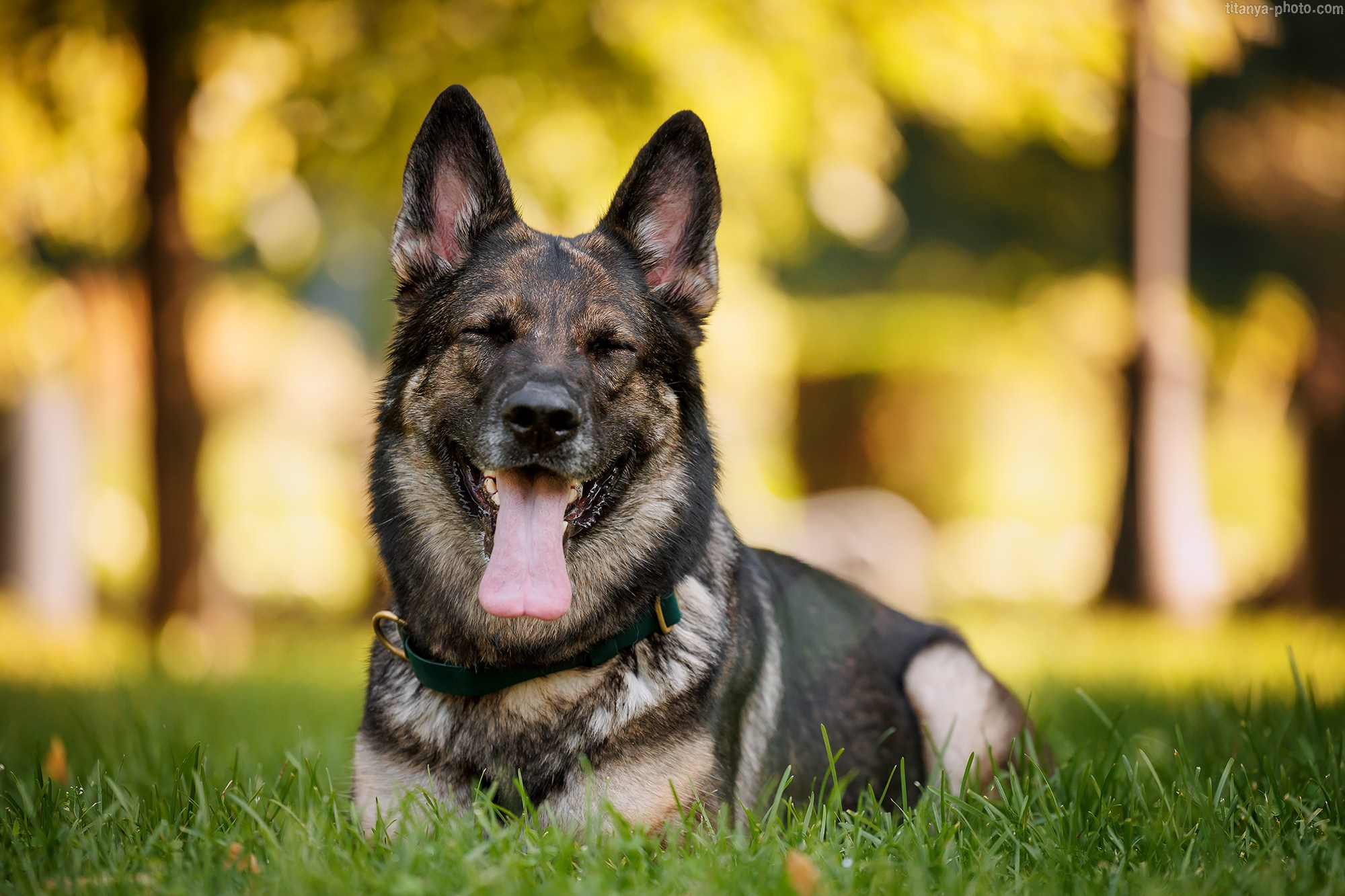 Маша и Харпи. Фотограф собак, фотограф-анималист Аня Титова (Titanya). Москва
