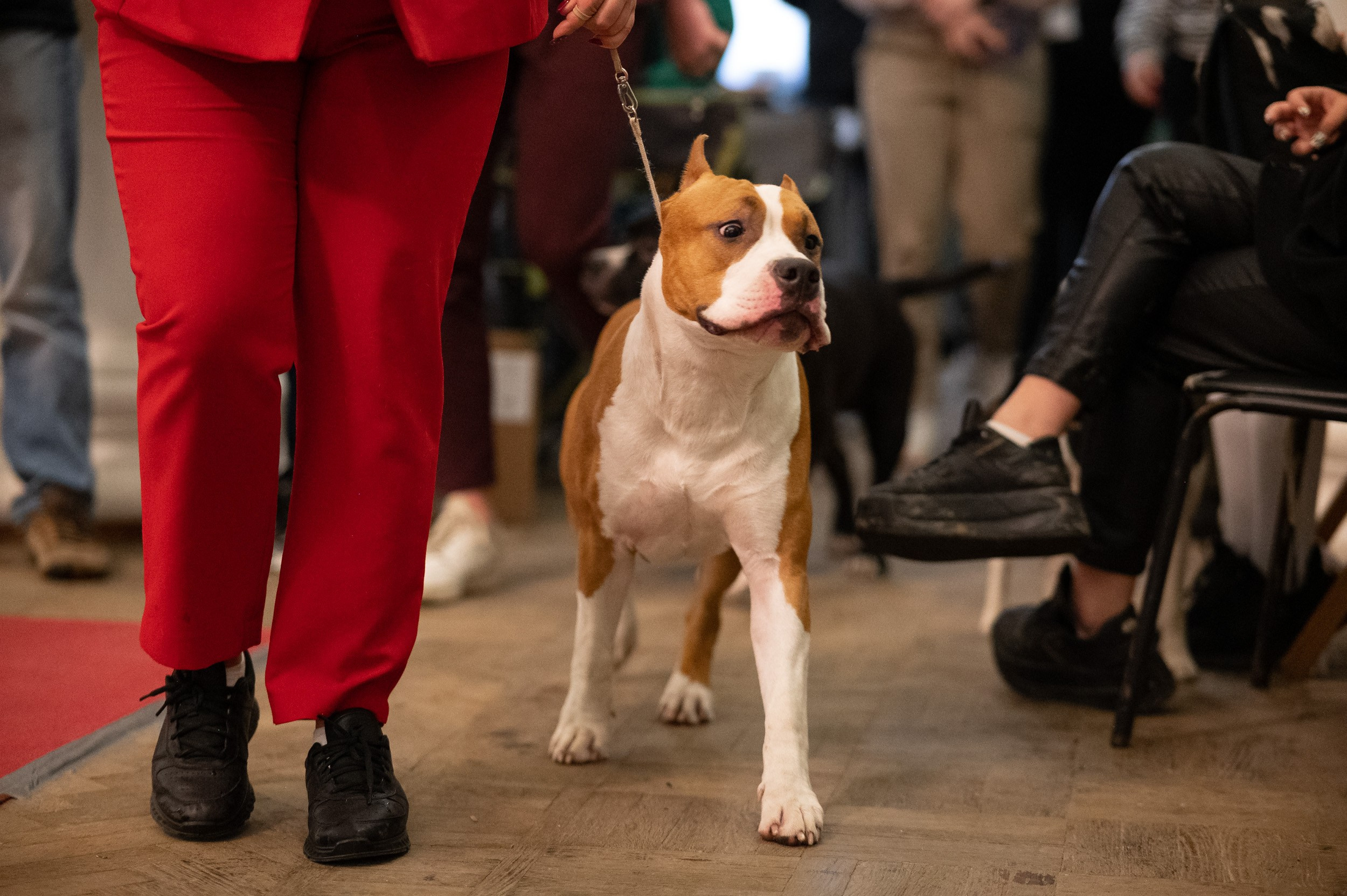 Выставка собак. Фотограф и видеооператор в Туле | Даниил Рыбак