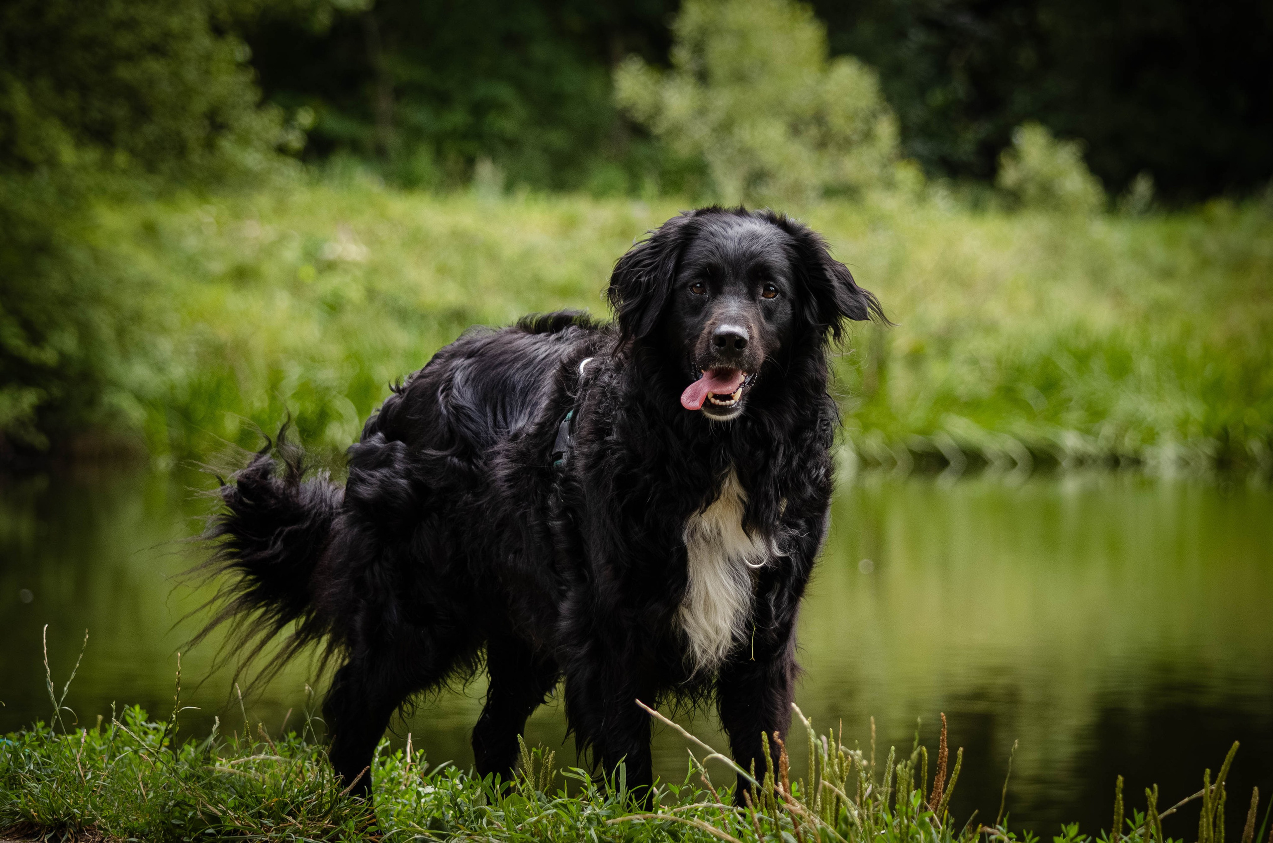 Том и Тося. Фотограф Светлана Блинова, Москва и Московская область