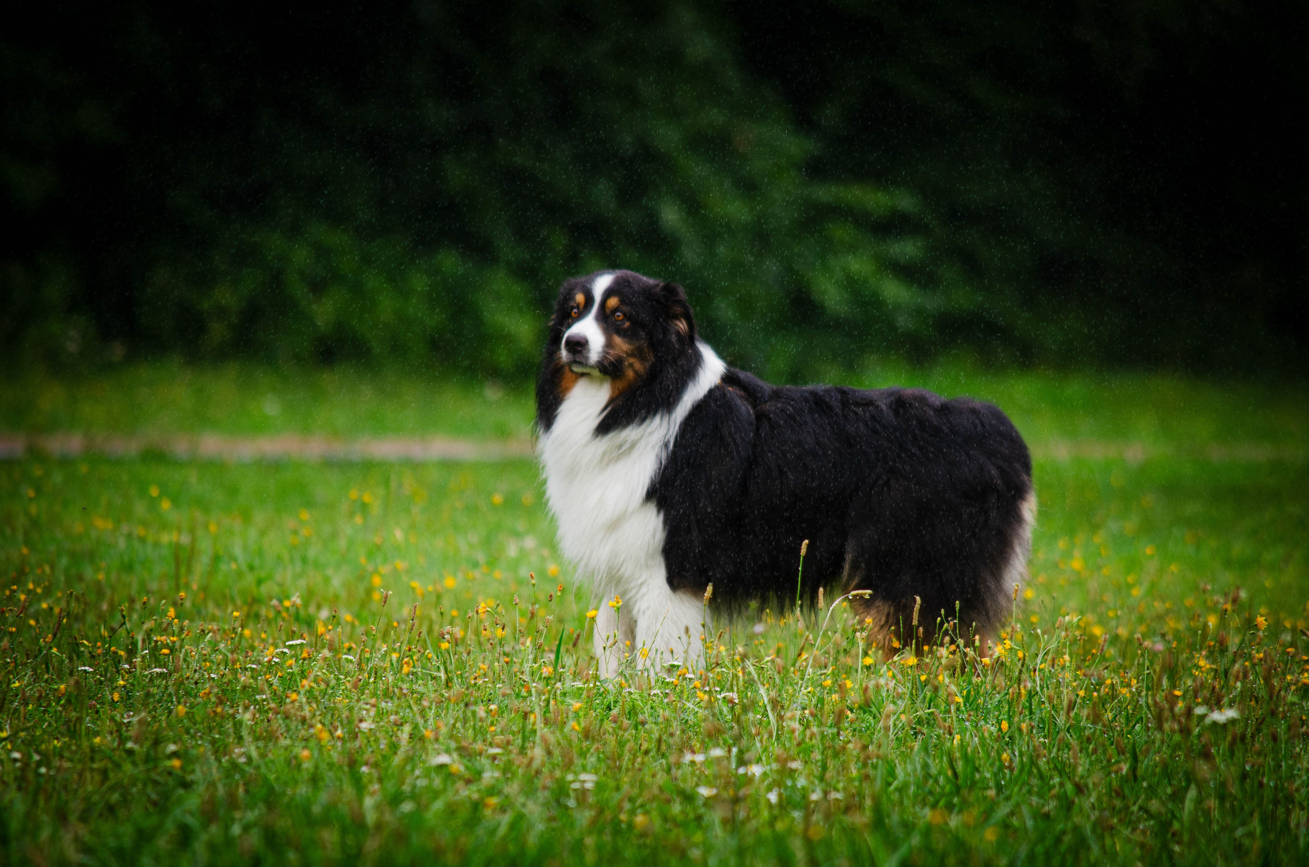 Арья и Оззи. Фотограф Светлана Блинова, Москва и Московская область