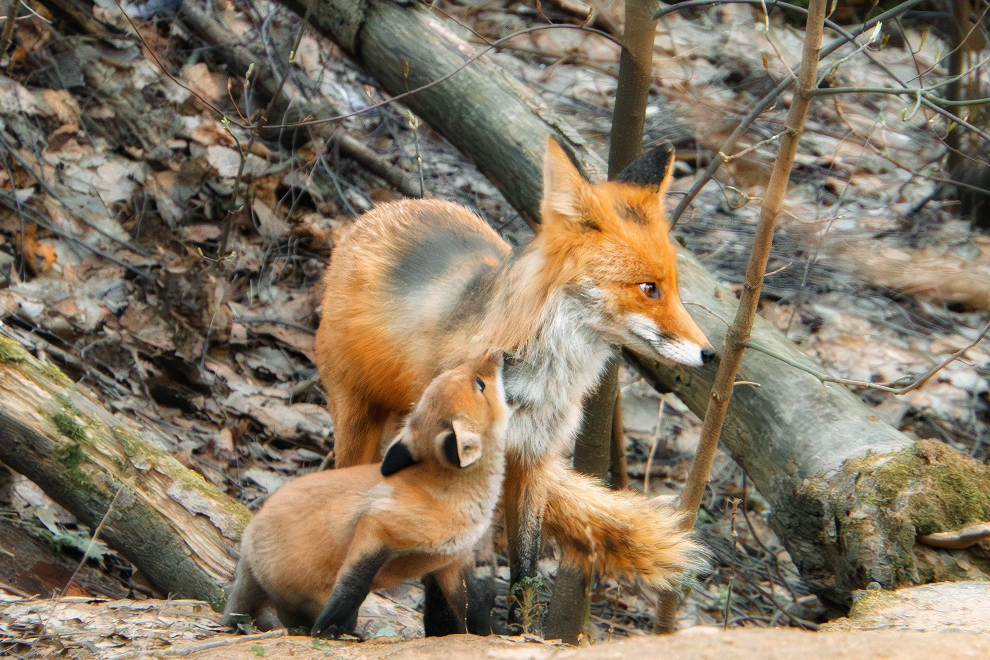 Животные. Ваш личный фотограф Марина Волкова