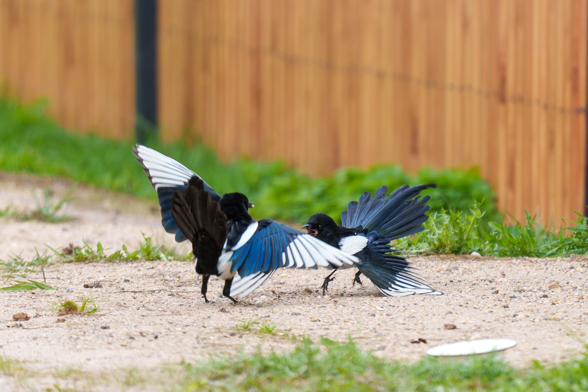 Удивительные мир птиц. Вокруг нас столько прекрасного — присмотритесь!. Ваш личный фотограф Марина Волкова