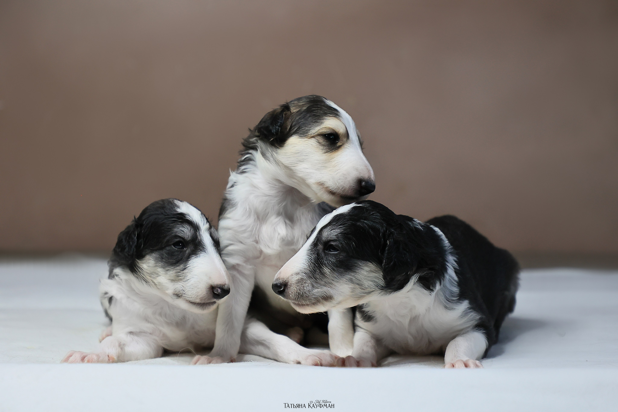 Щенки рпб (3 недели). Фотограф Анималист из Новосибирска Татьяна Кауфман