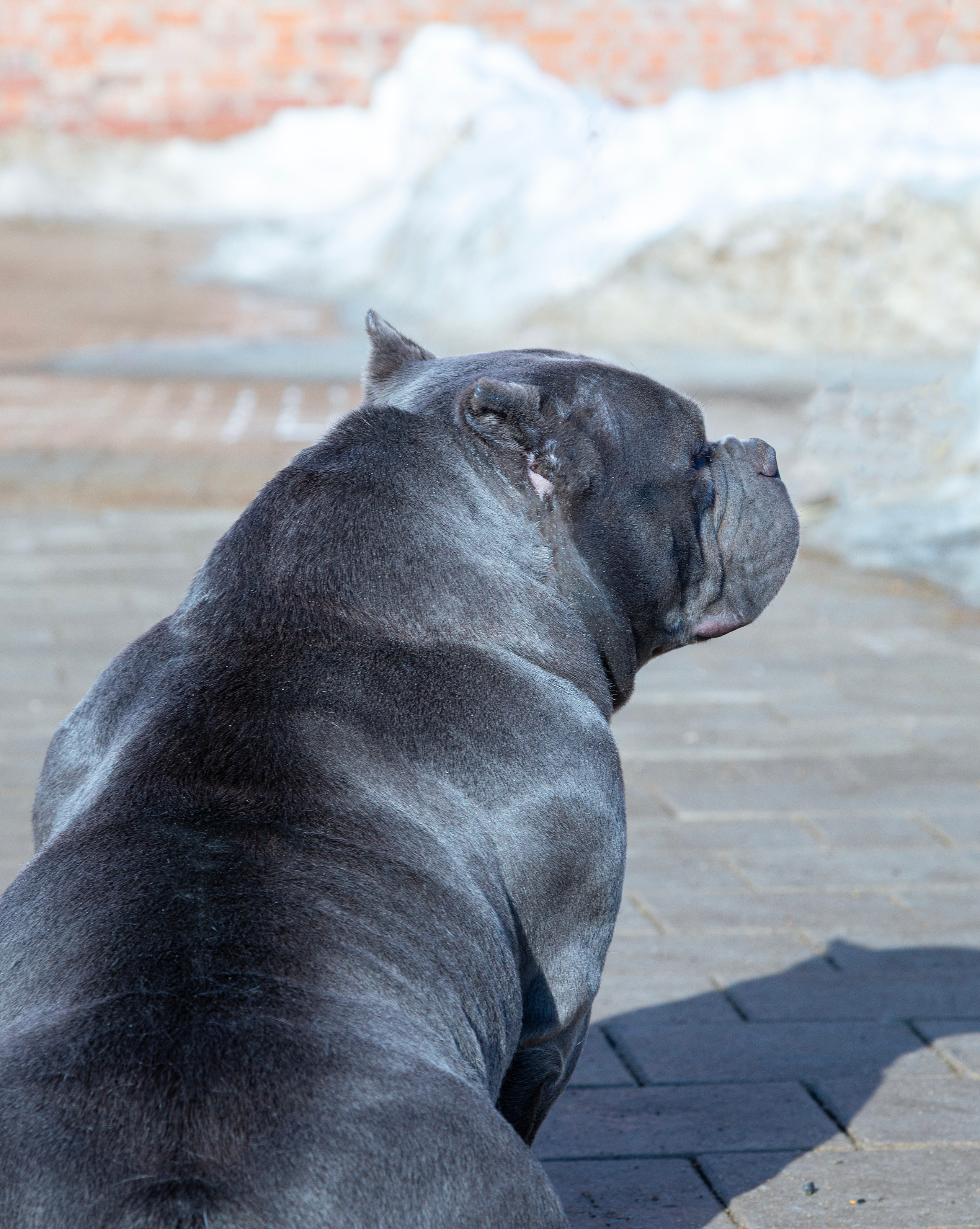 Американский булли. Фотограф — анималист Татьяна Ли