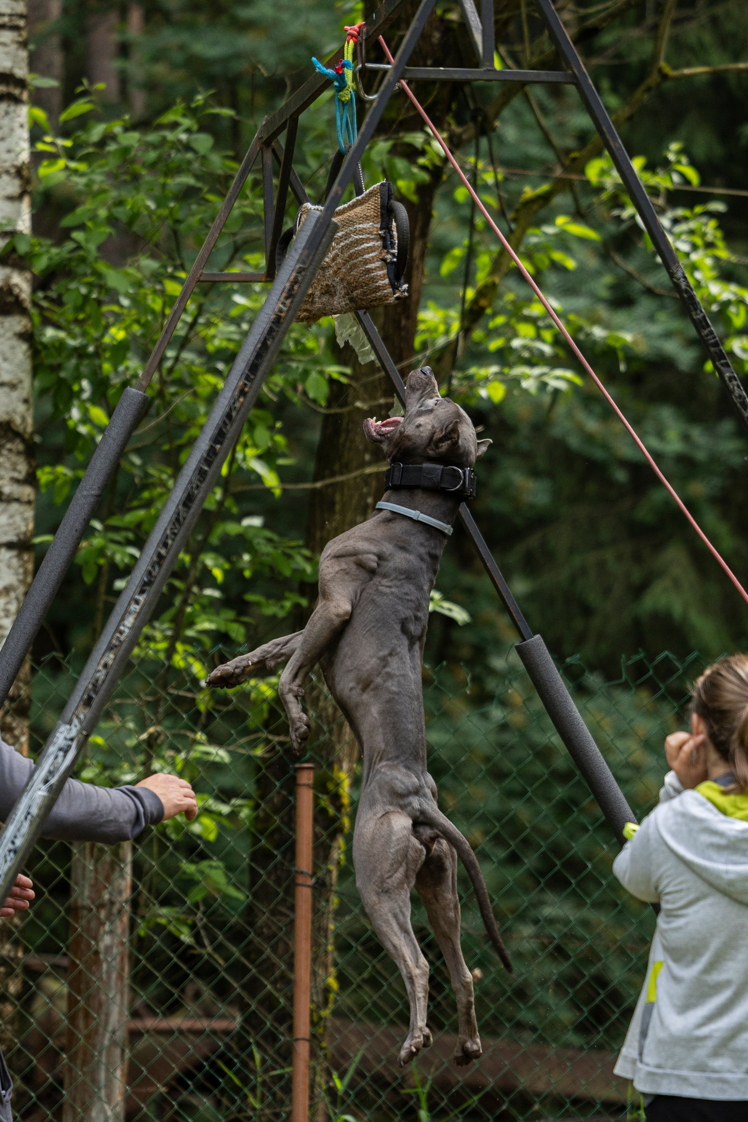 Пит-стафф многоборье. Фотограф-анималист Анна Маринич