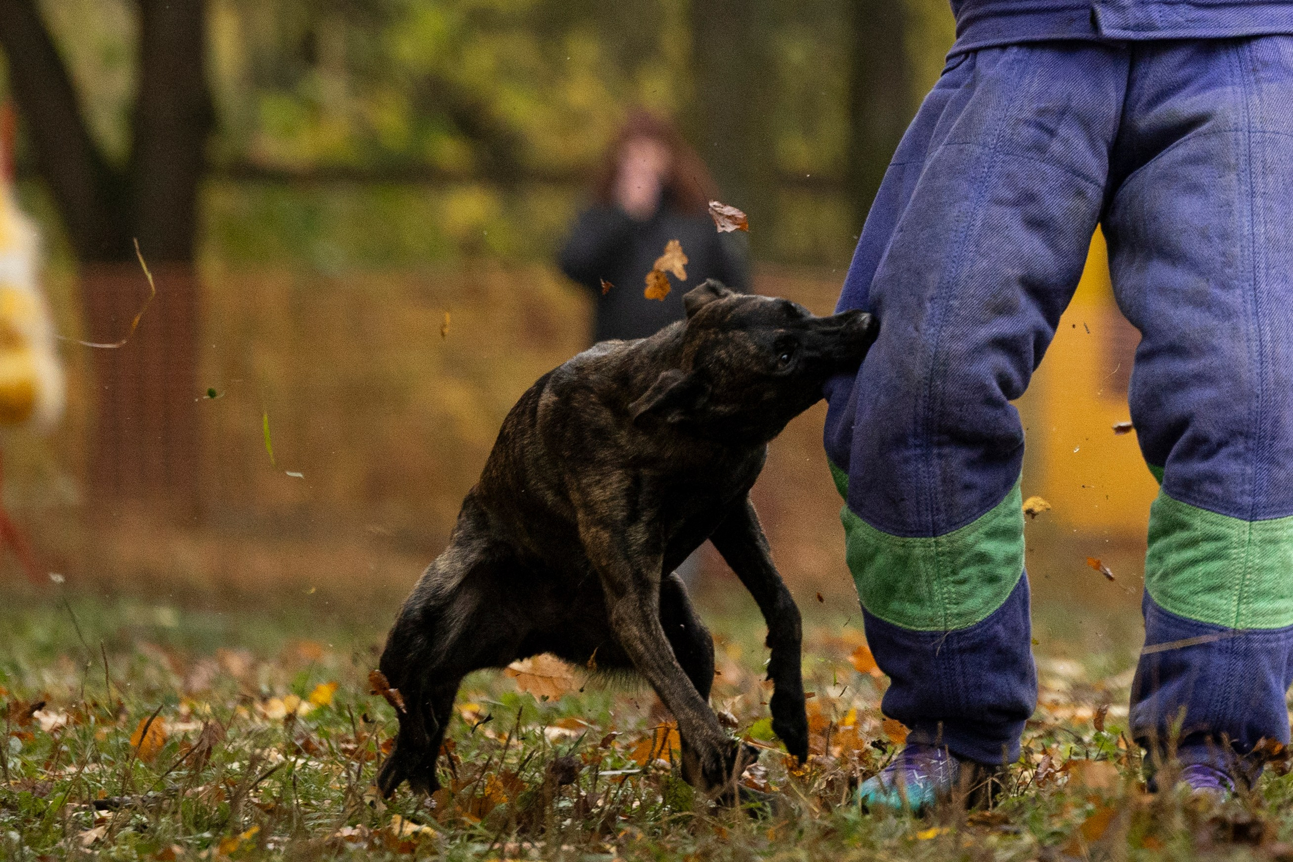 Соревнования по Мондьорингу г. Вологда. Фотограф-анималист Анна Маринич