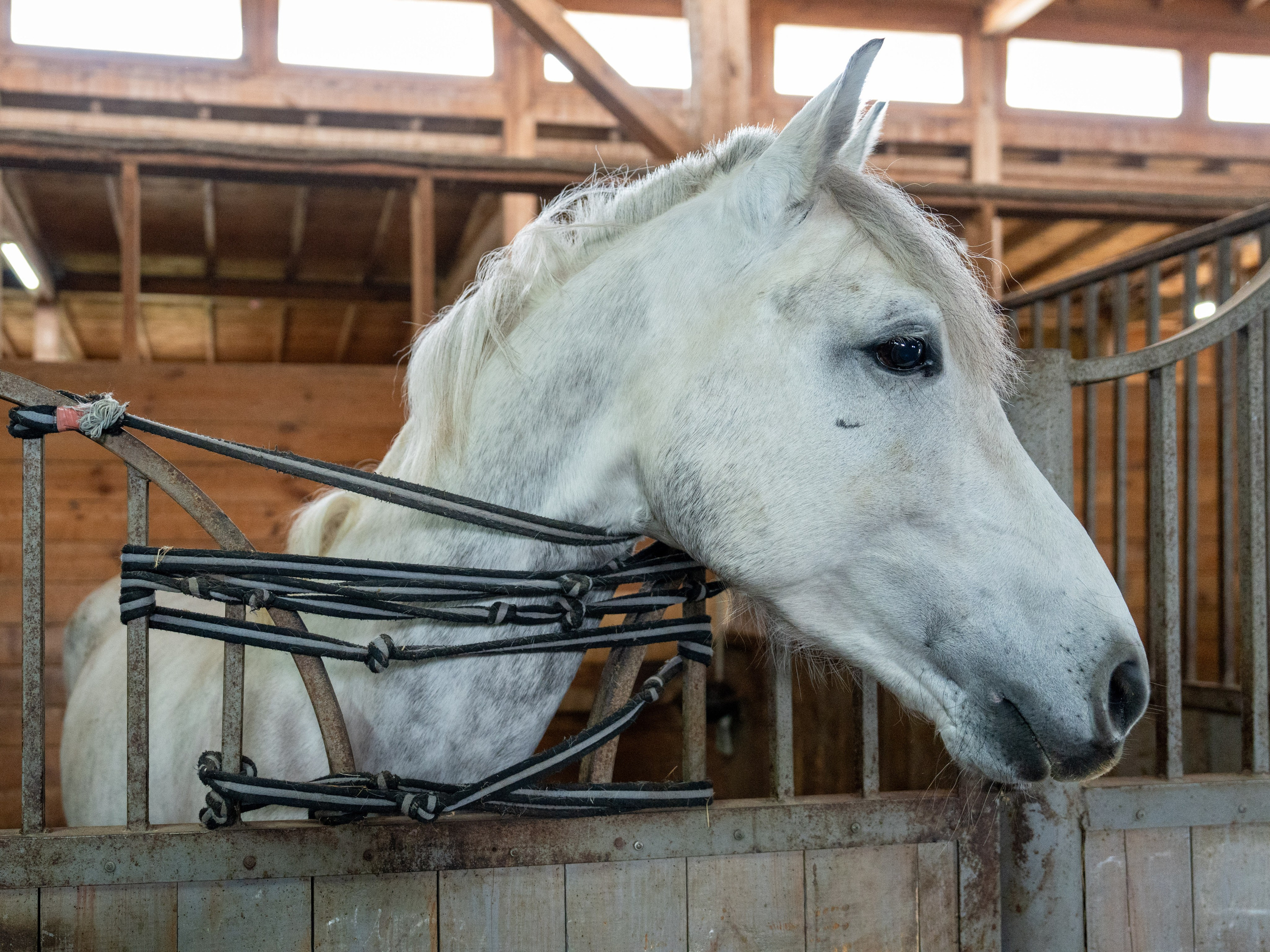 MICE мероприятие на ферме Экзархо. Репортажный фотограф в Красной Поляне и Сочи Павлюченко Екатерина