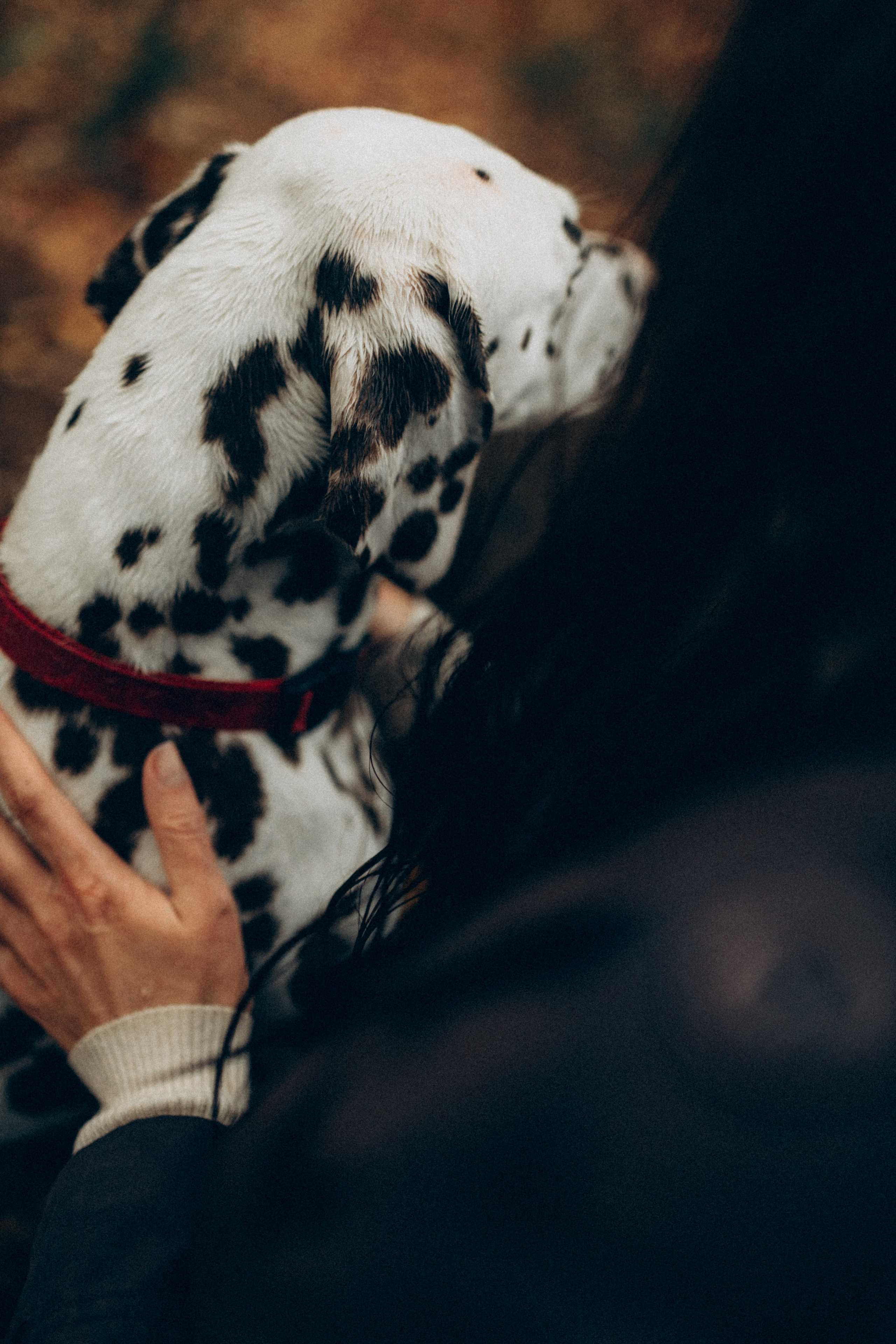 Анфиса & Нисма. Фотограф НОГИНСК, Москва, Анастасия Белая