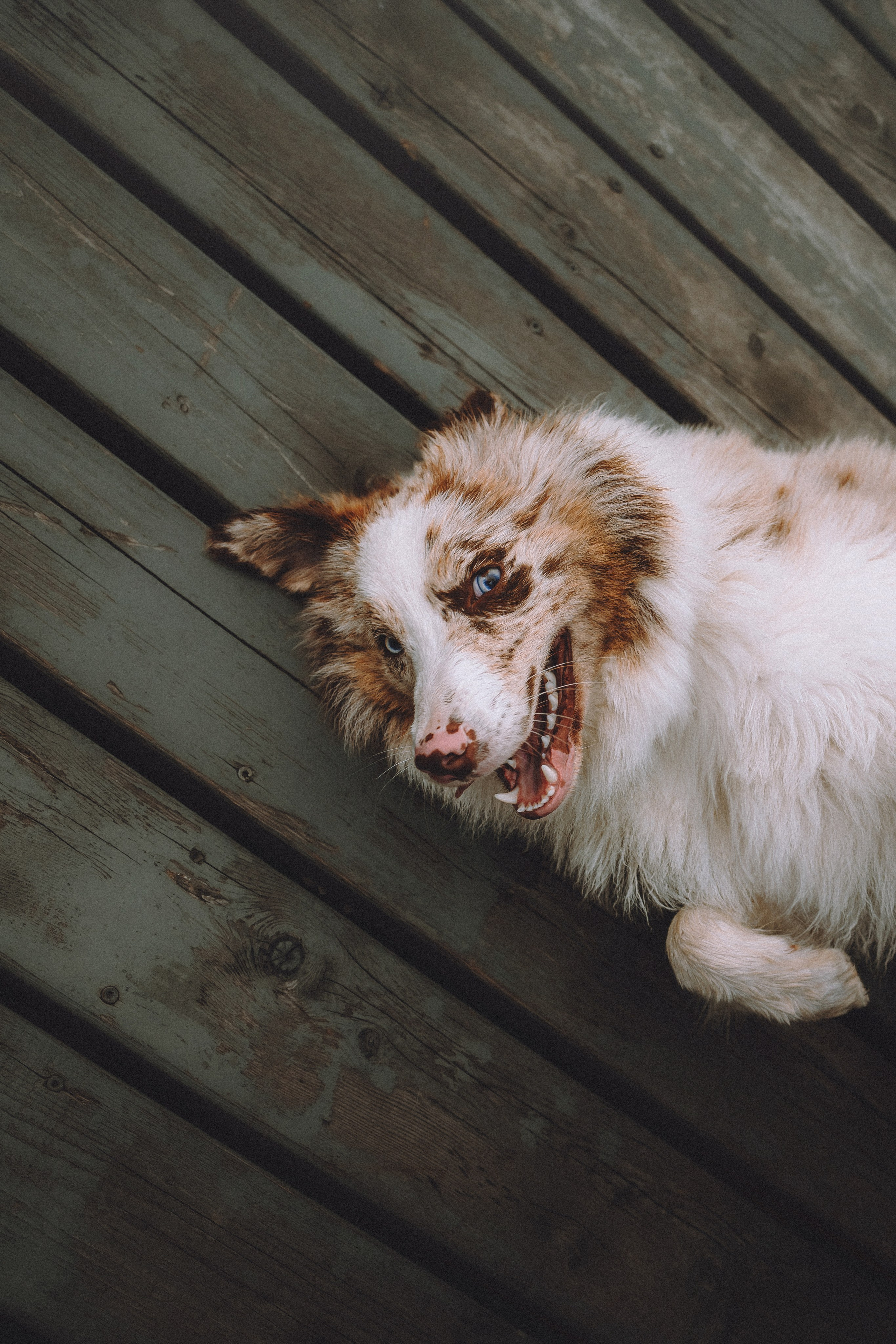 Один и его семья