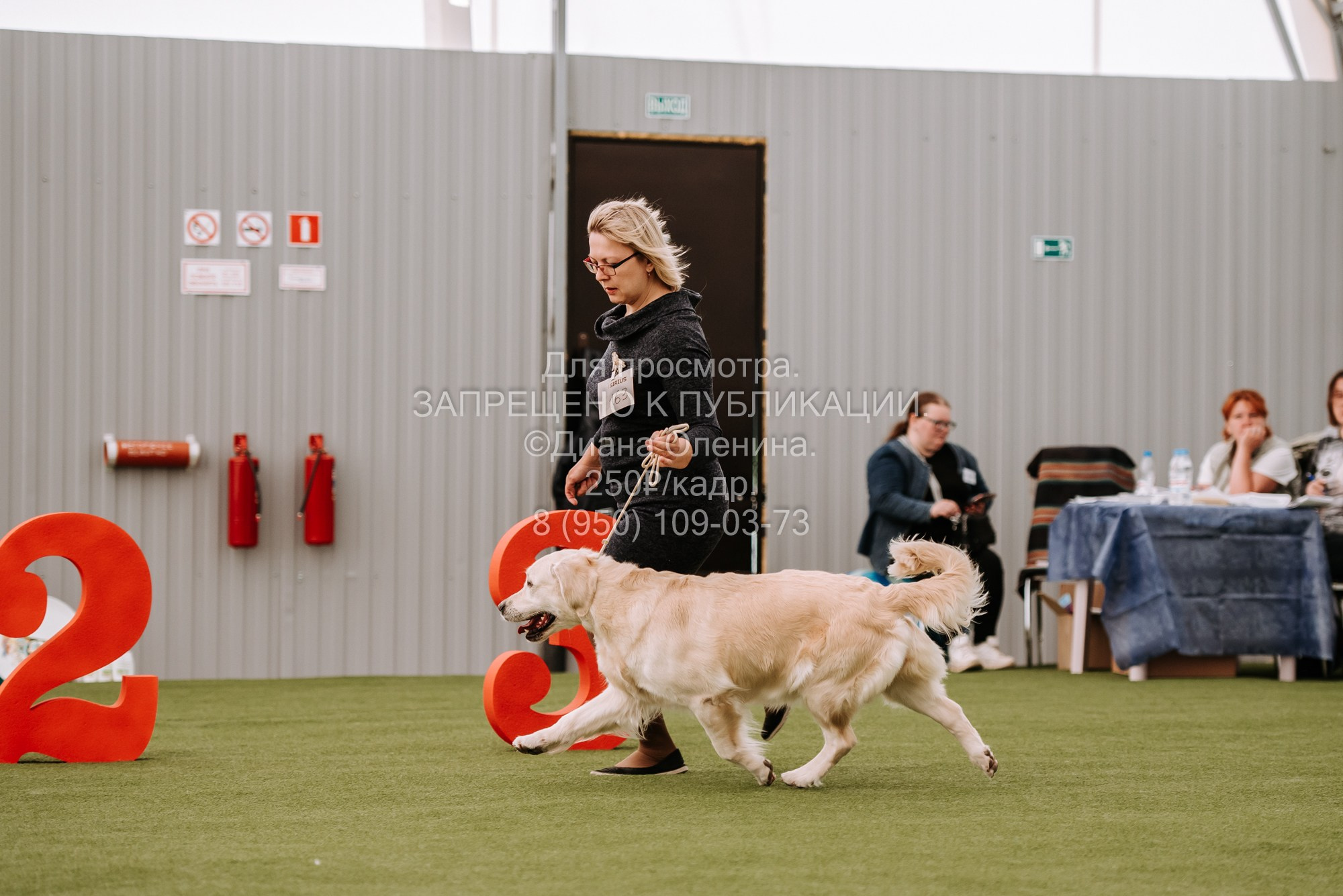 Выставка собак Красноярск 2.06. Фотограф Диана Оленина Красноярск / Братск