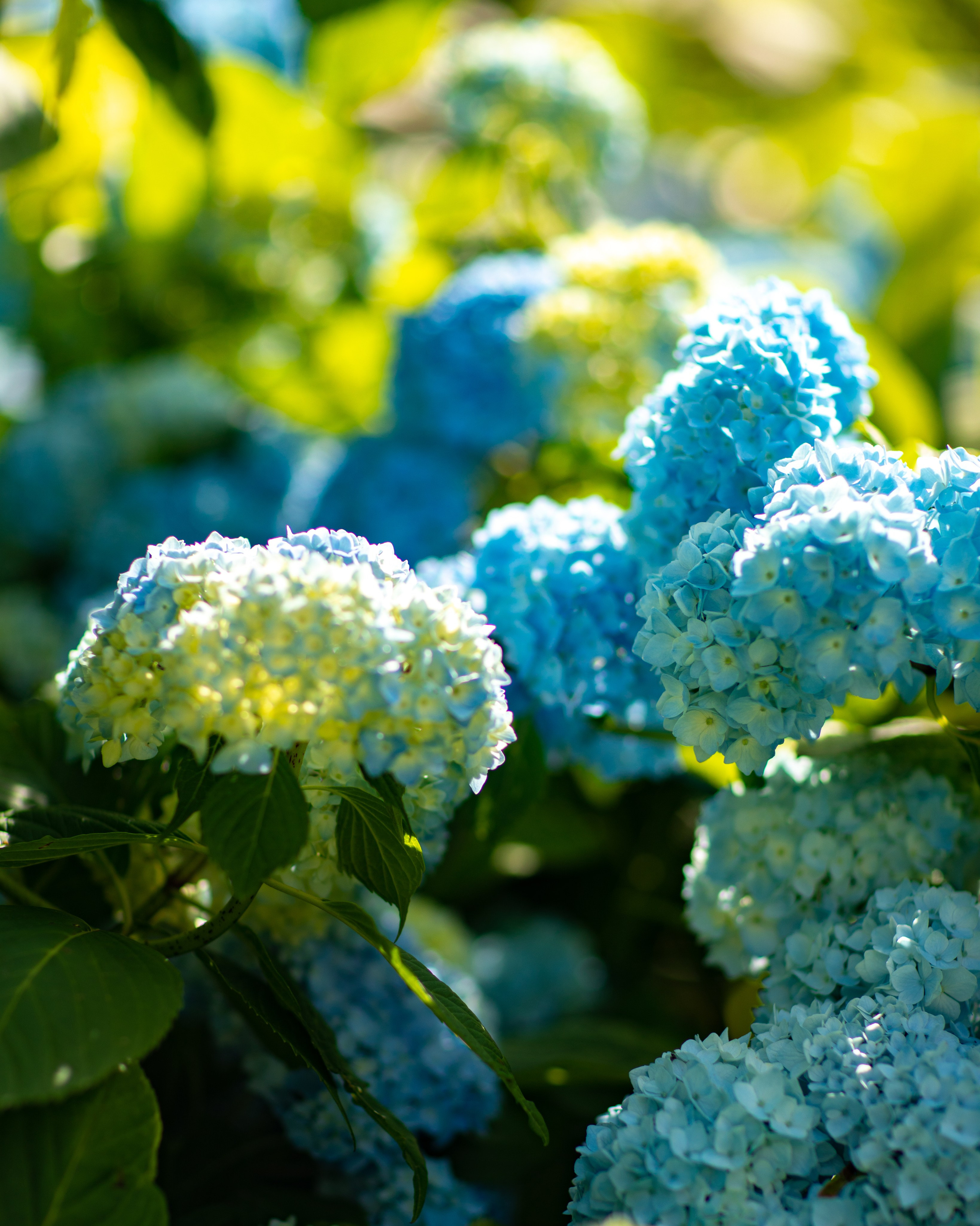 АБХАЗИЯ. Фотограф Севастополь/Крым Светлана Евтушенко