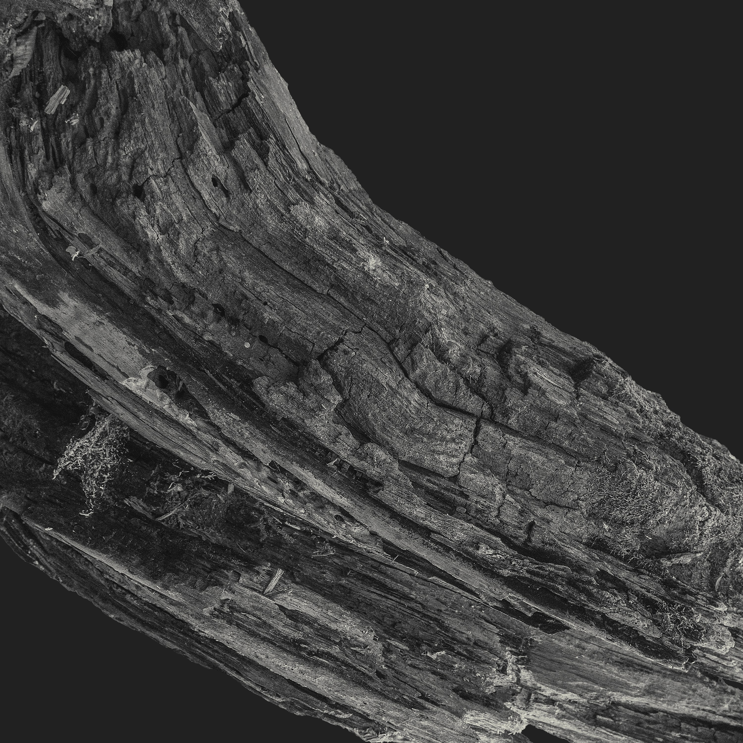 Монохромная и минималистичная фотография природы. Фотограф | Макс Коробкин