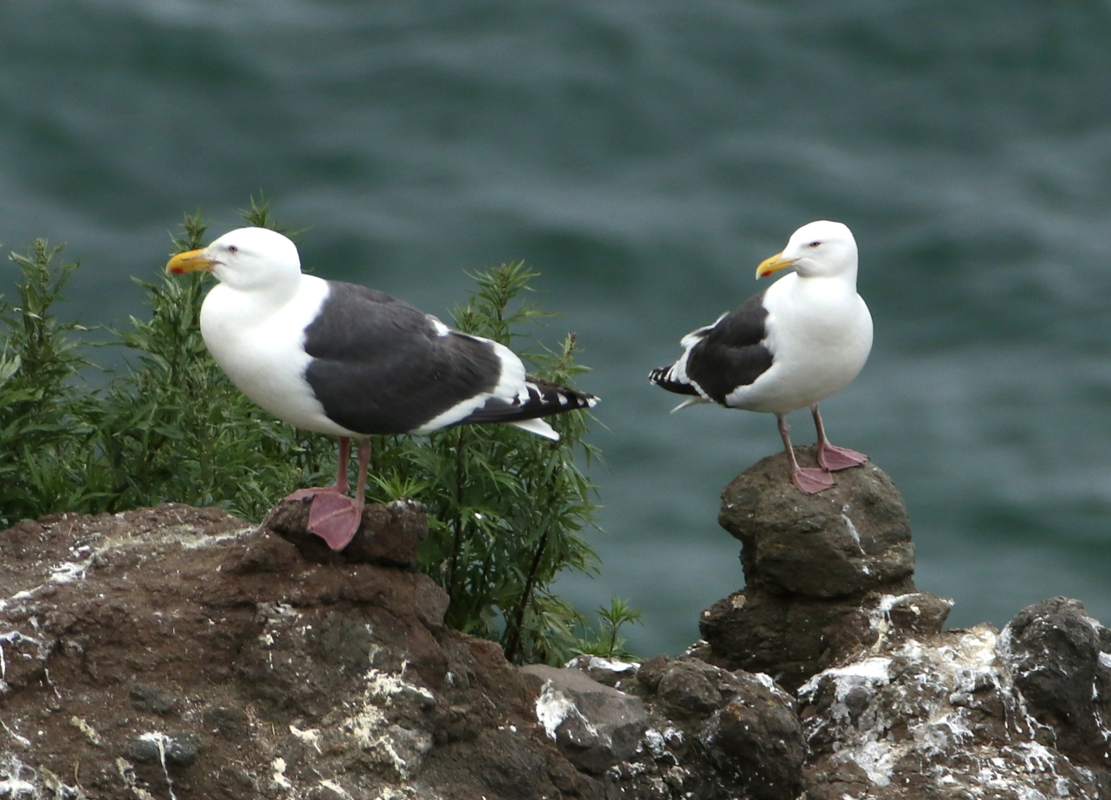 Камчатка и о. Парамушир. Июль 2024. Путешественник-фотограф из Санкт-Петербурга Татьяна Свистулина