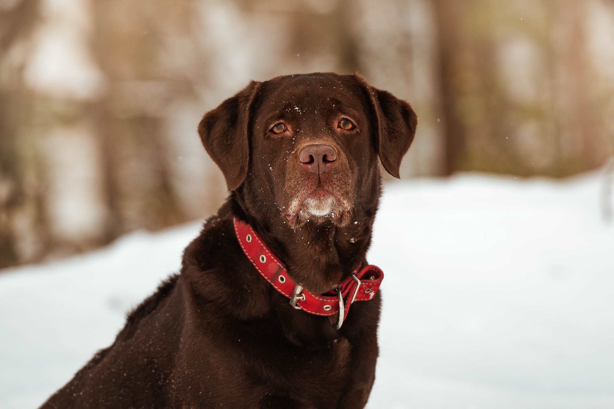 Прогулка на Лыткаринском карьере. Фотограф-анималист