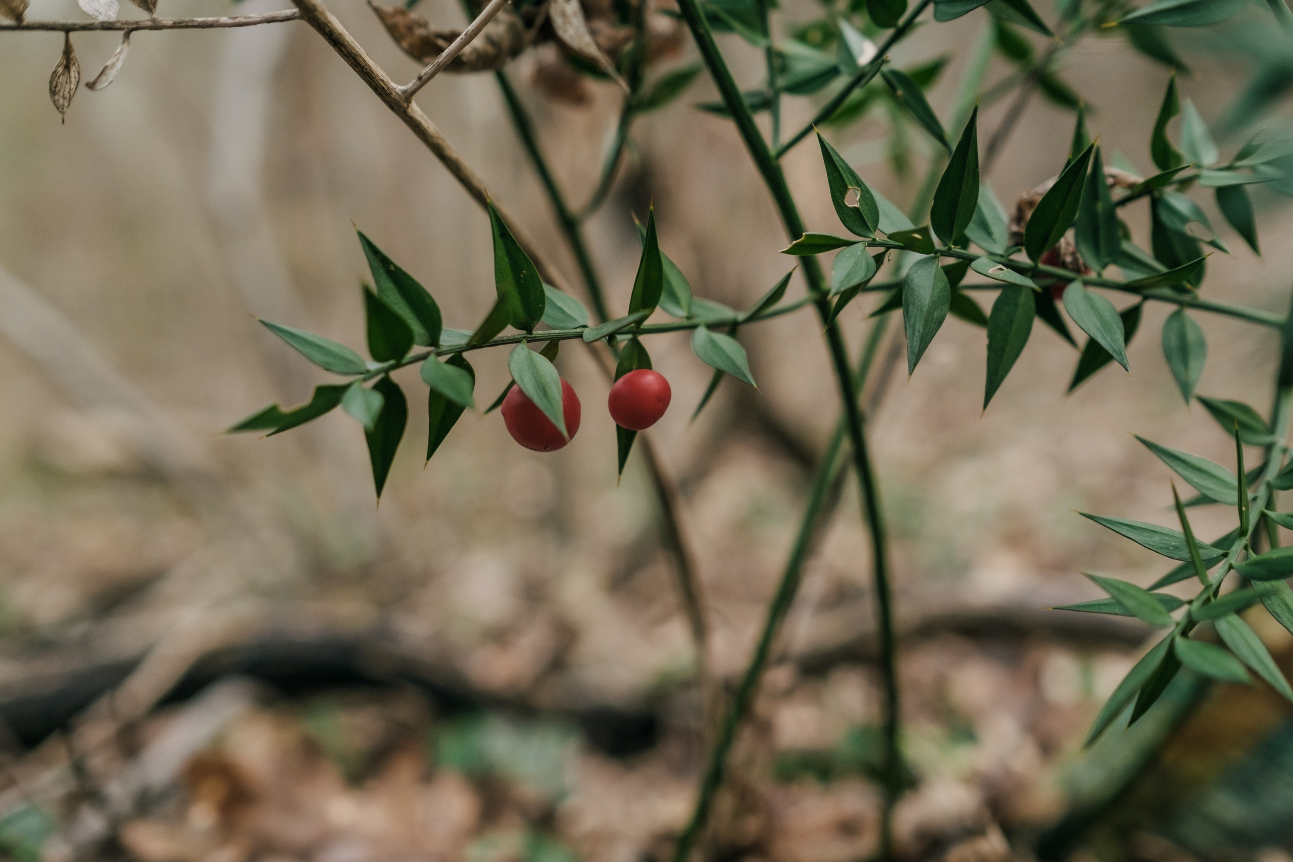 Фестиваль Братья Зима 2024, поход в горы. Фотограф в Москве Максим Скоробогатов