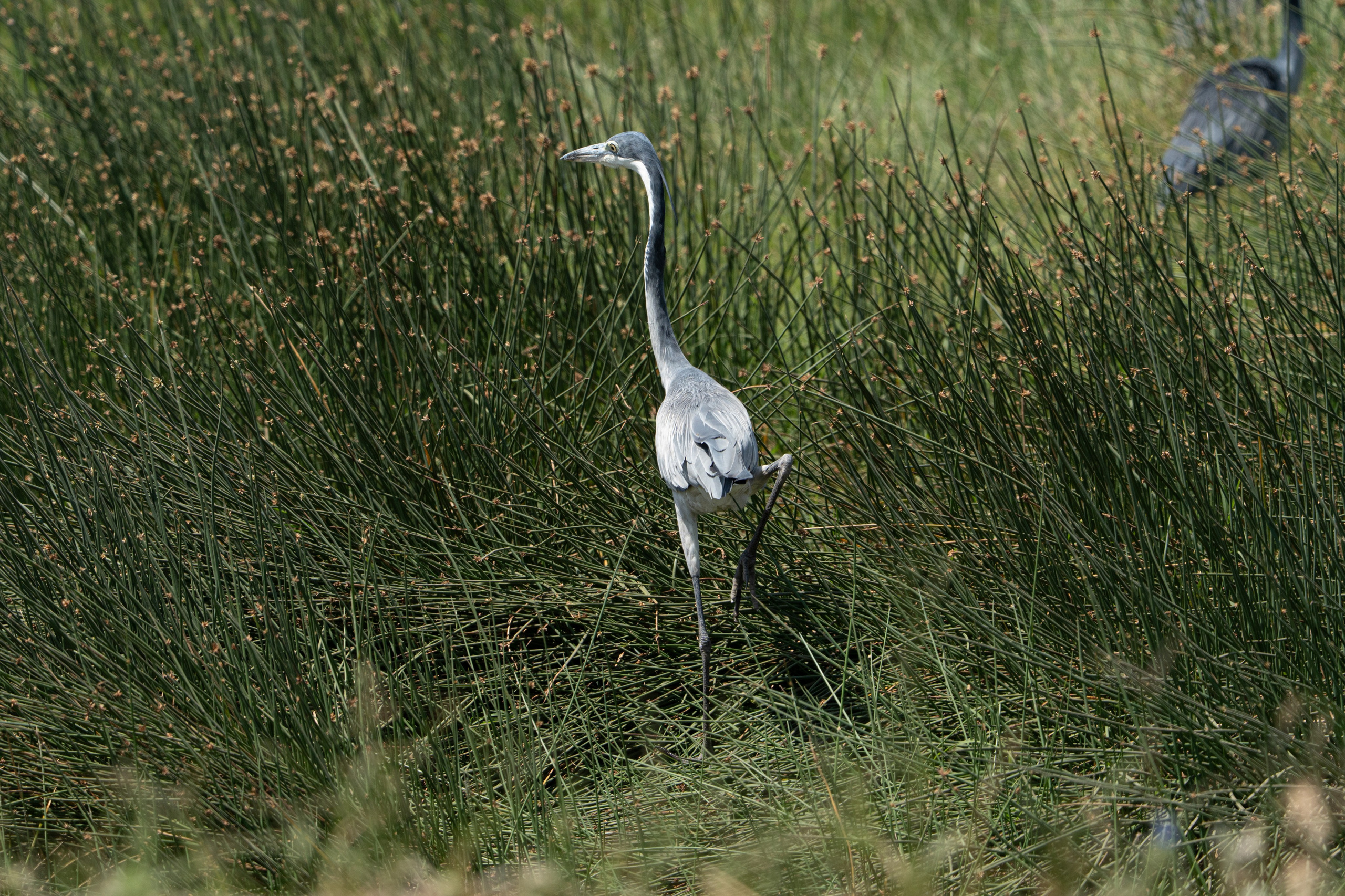 Танзания, сафари, 2025. Творческие сьемки