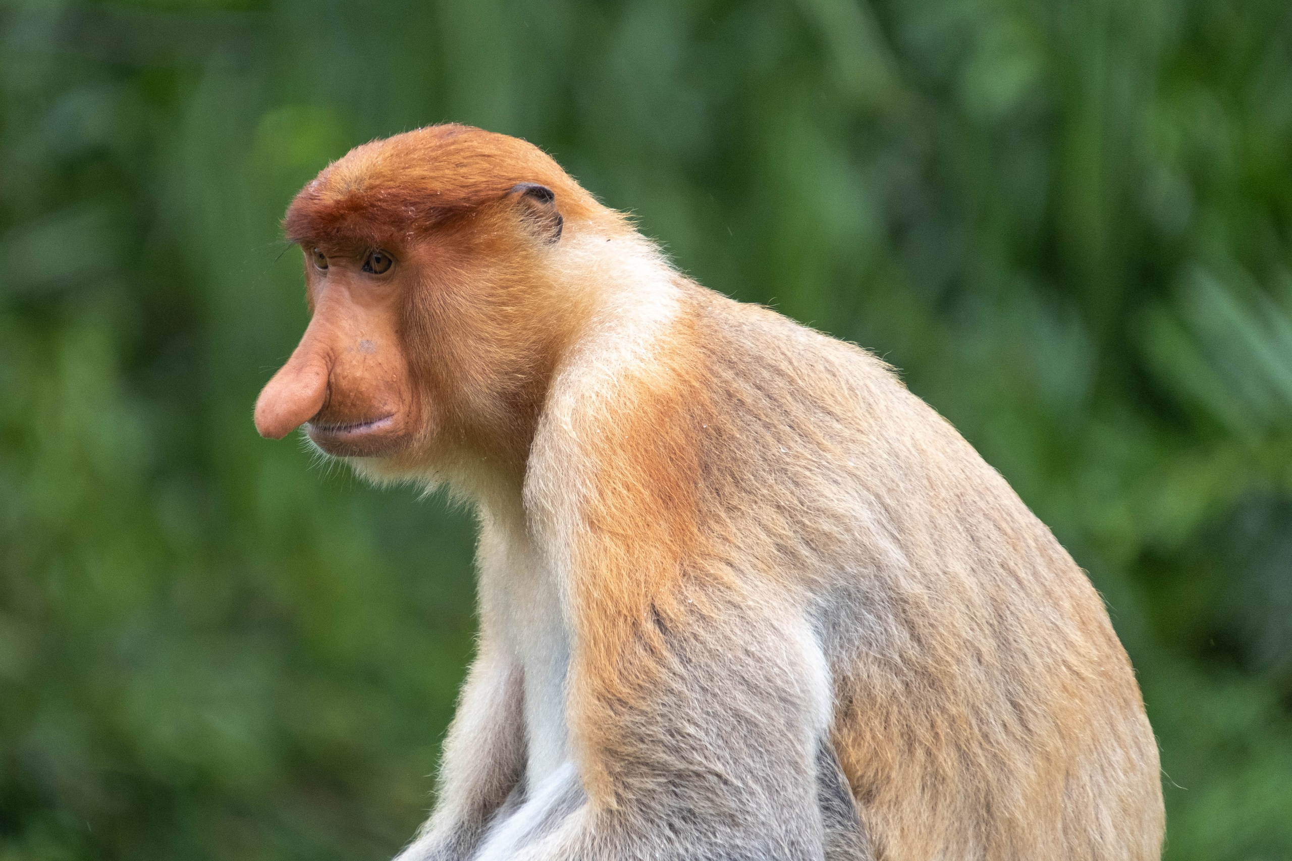 О. Борнео, г. Сандакан. В мире животных. Фотографии из путешествий