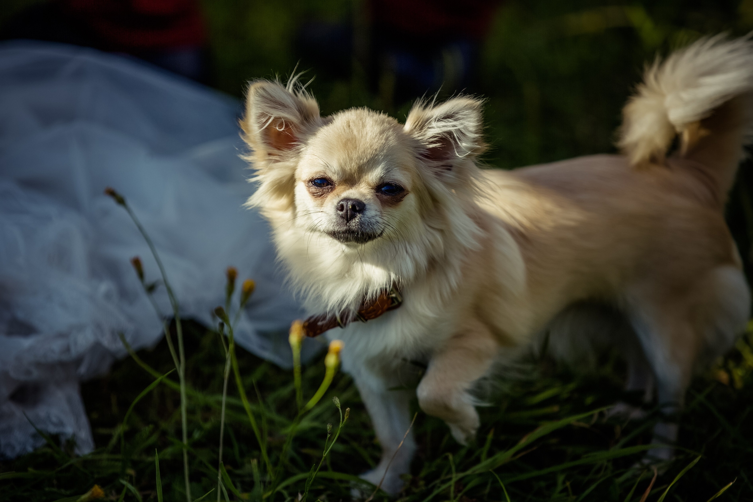 Алёна и Михаил. Свадебный и семейный фотограф в Москве и Подмосковье Лариса Козлова
