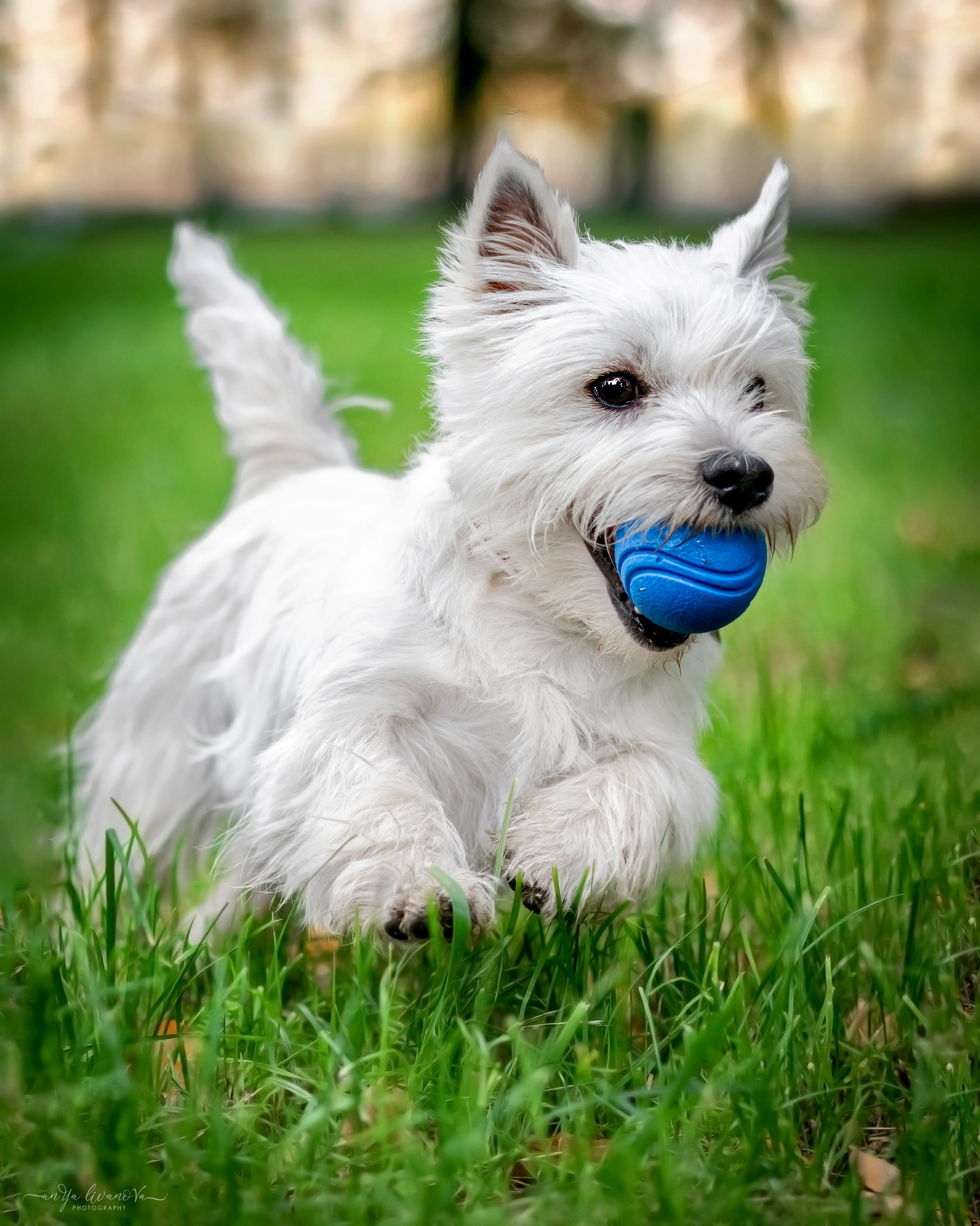 Полина — Артём и Тофу. Фотограф анималист Аня Ливанова | Рыбинск