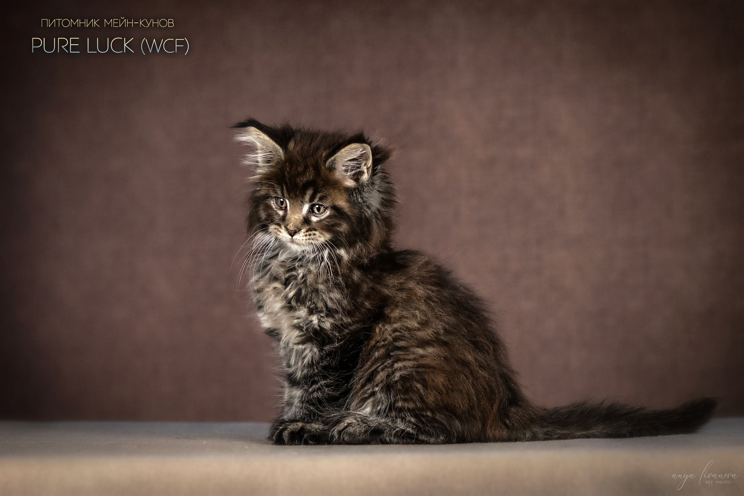 Мейнкуны. Фотограф анималист Аня Ливанова | Рыбинск