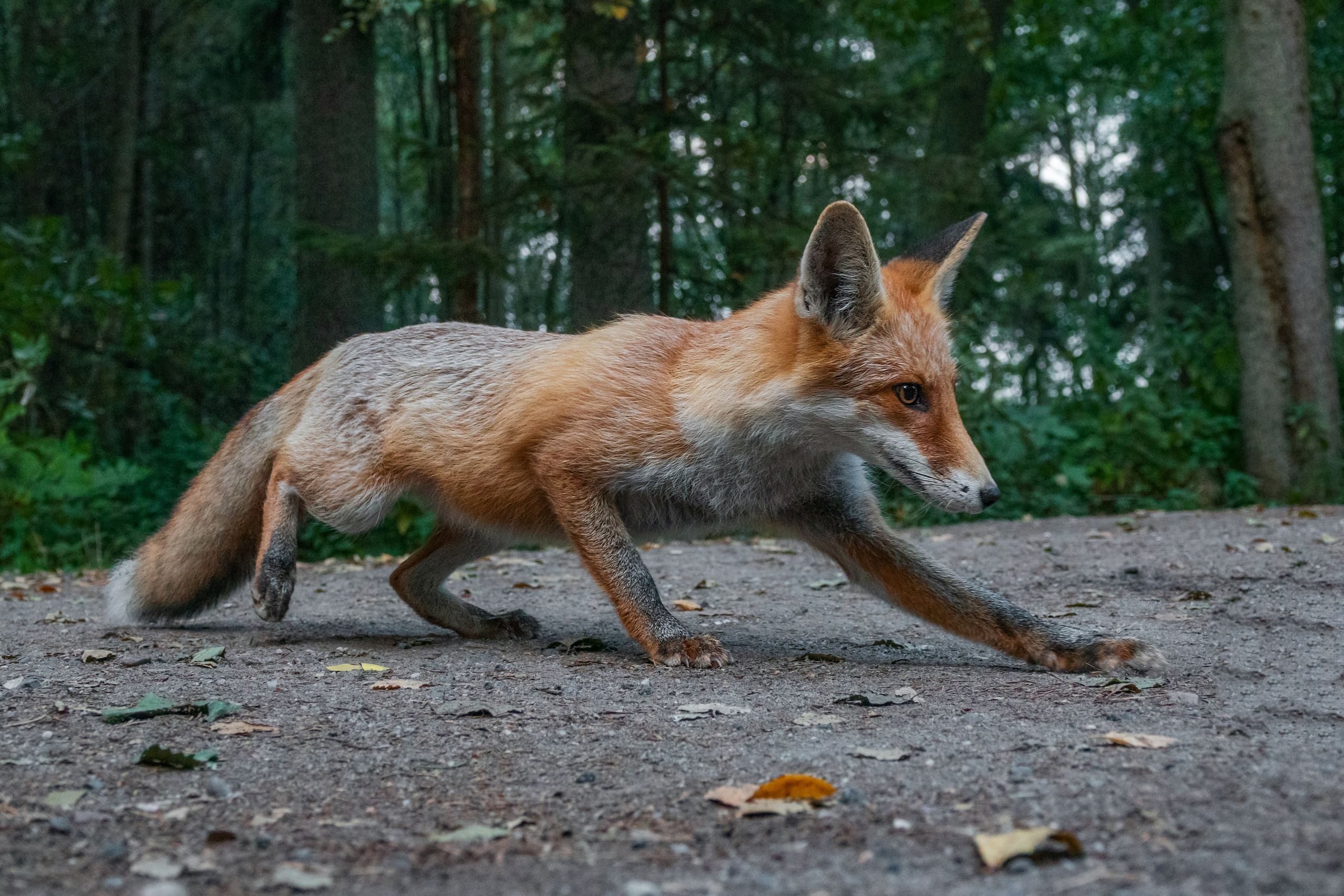 Фотограф-анималист в Москве Юлия Лайхо