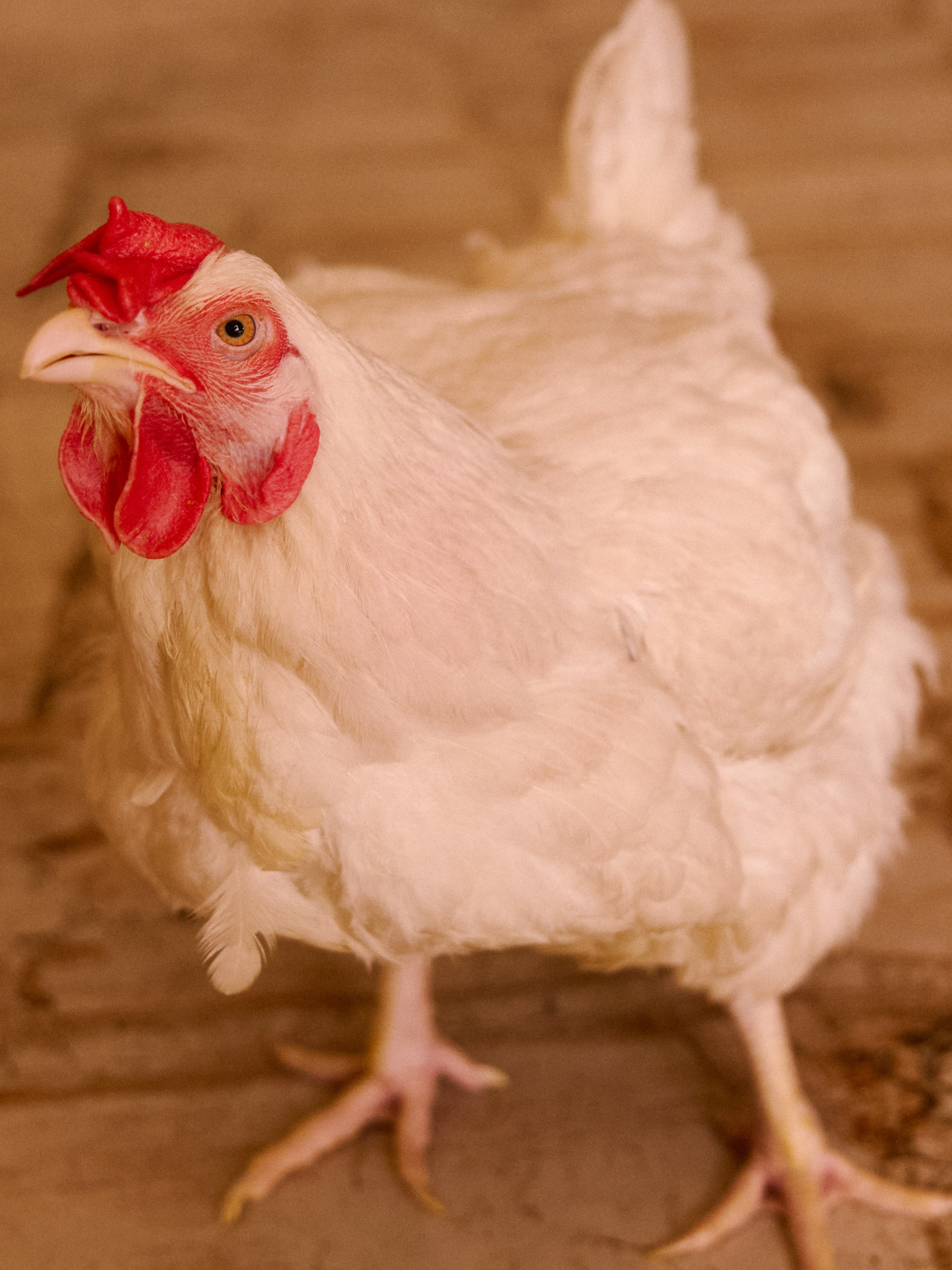 Диптих. Jorgis — фотограф в Хургаде / обучение фотографии