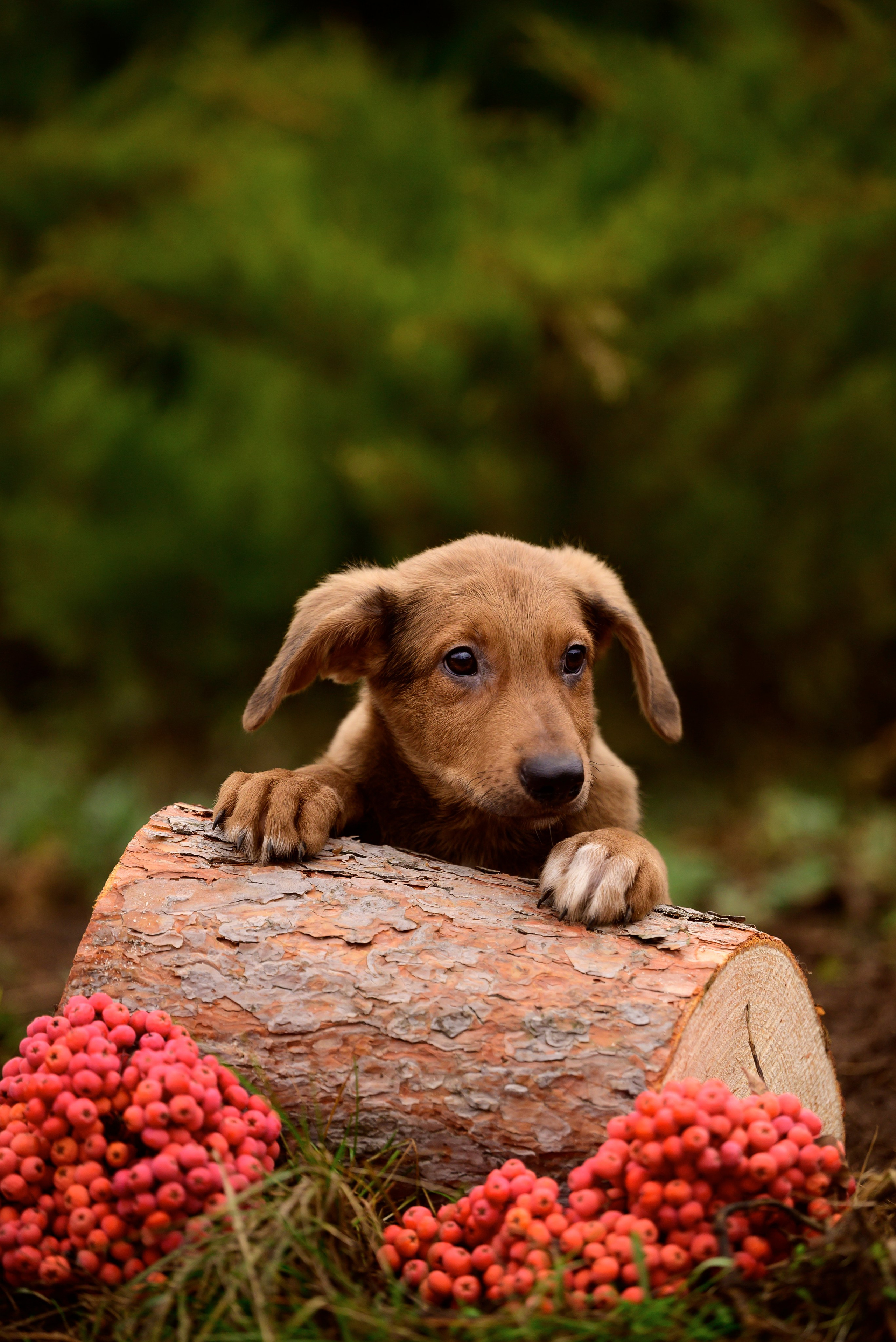 Круассанчики. Мила Астахова
