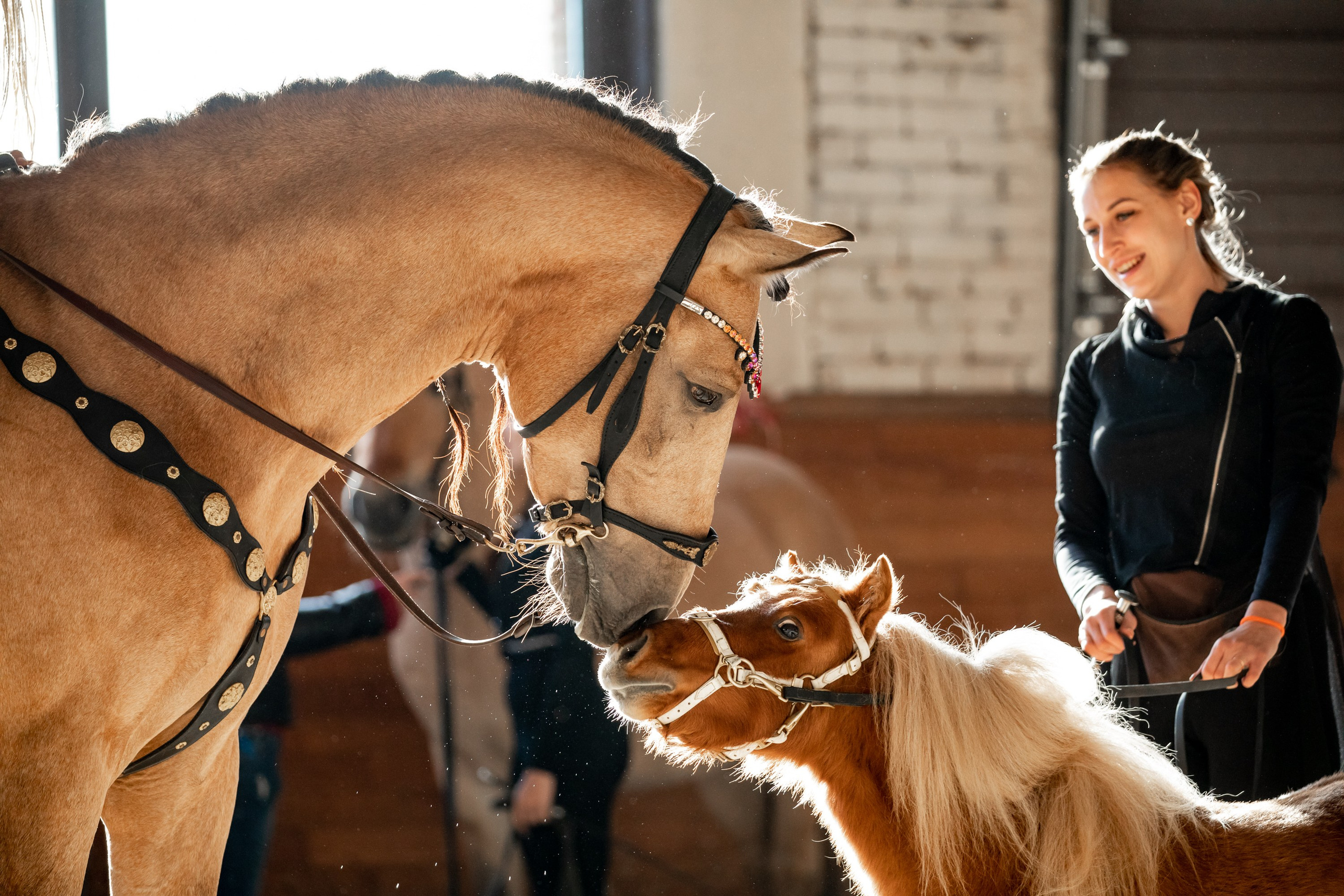 Конные выставки. Mrs.Aquarelia Конный фотограф Марианна Леонтьева