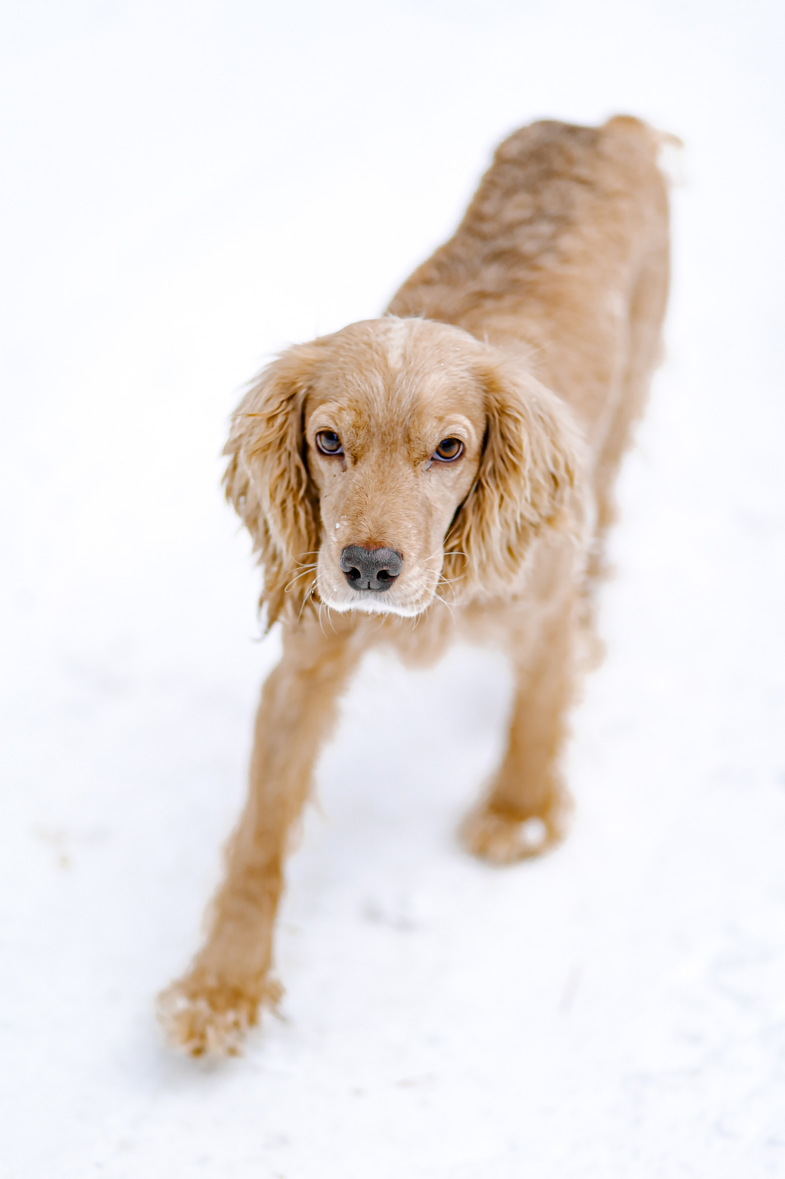 Прогулка в лесу. Свадебный и семейный фотограф в Рязани Саша Крутых