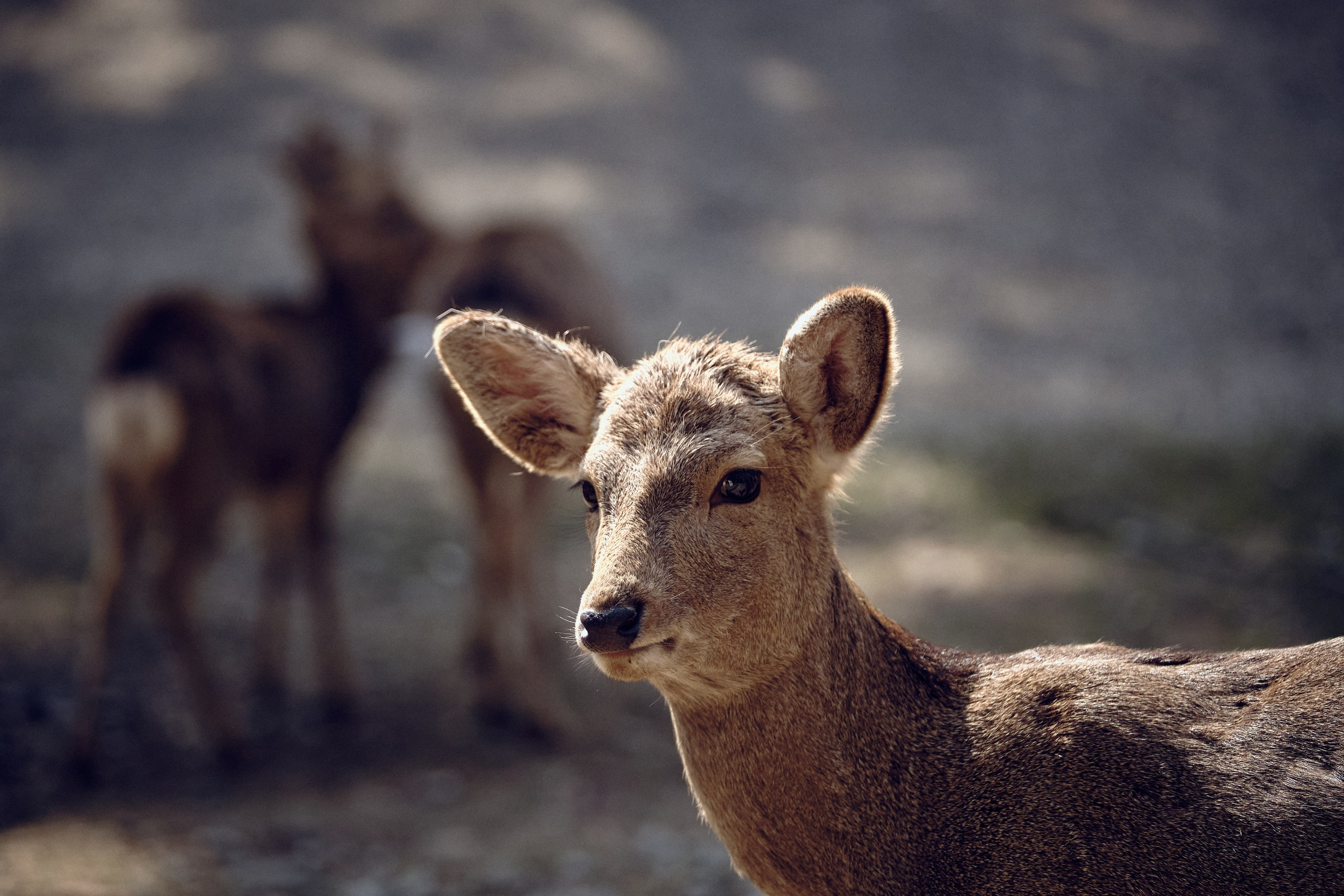 Japan / Osaka≫Kyoto≫Tokyo. Aleksandr Kobtsev