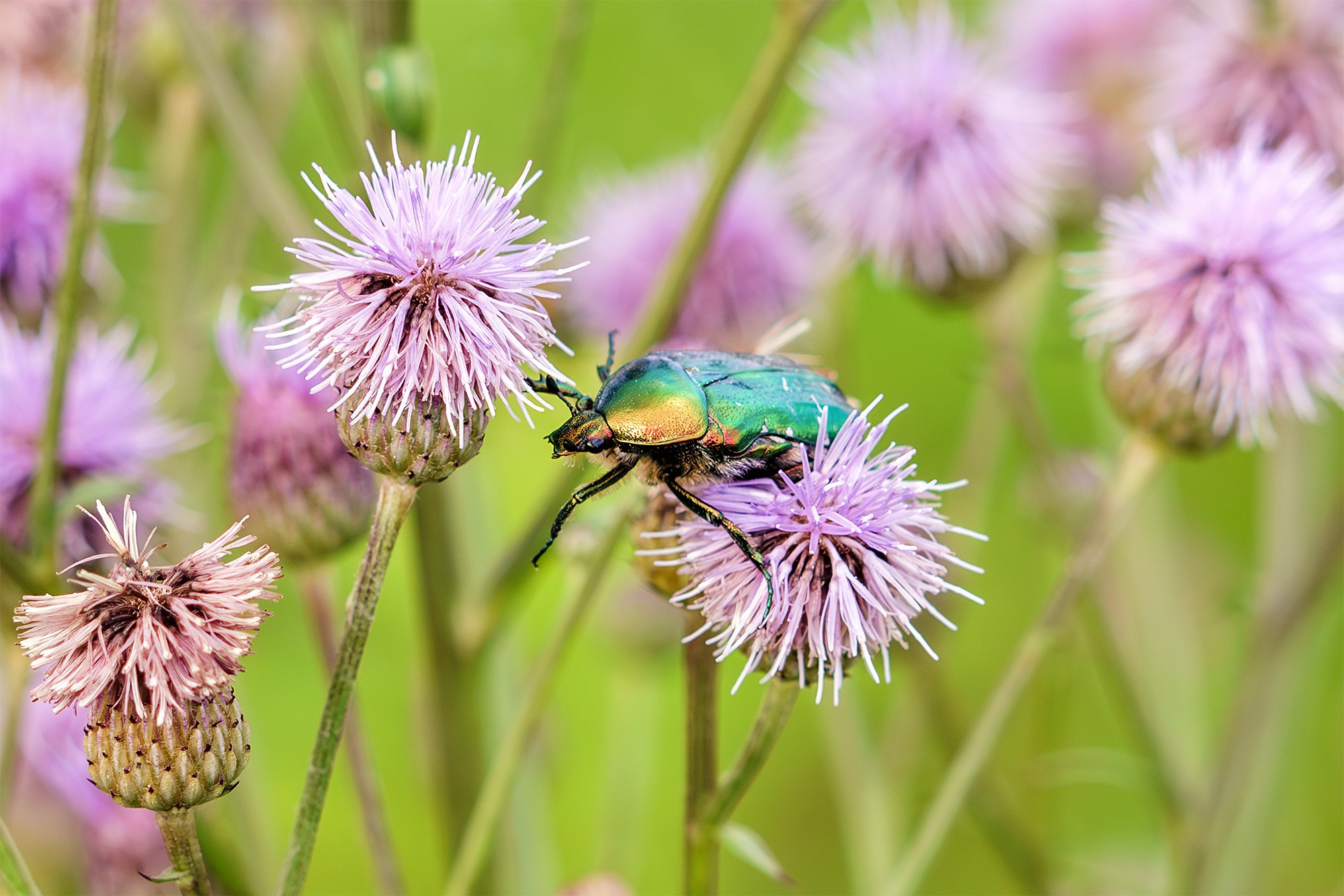 Макросъёмка. Ваш личный фотограф Марина Волкова