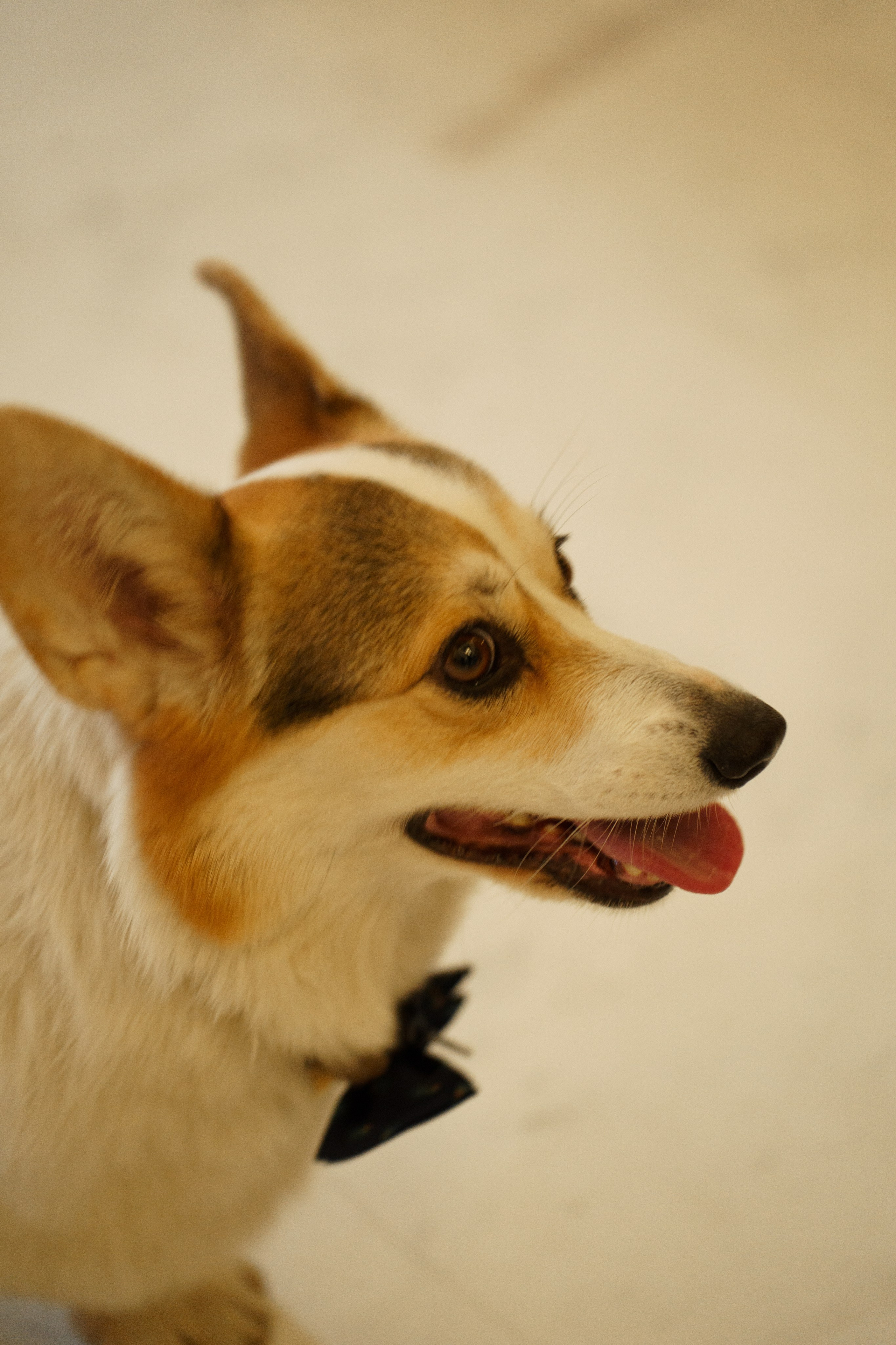 White Wedding'24. Свадебный фотограф Михаил Мирзоян