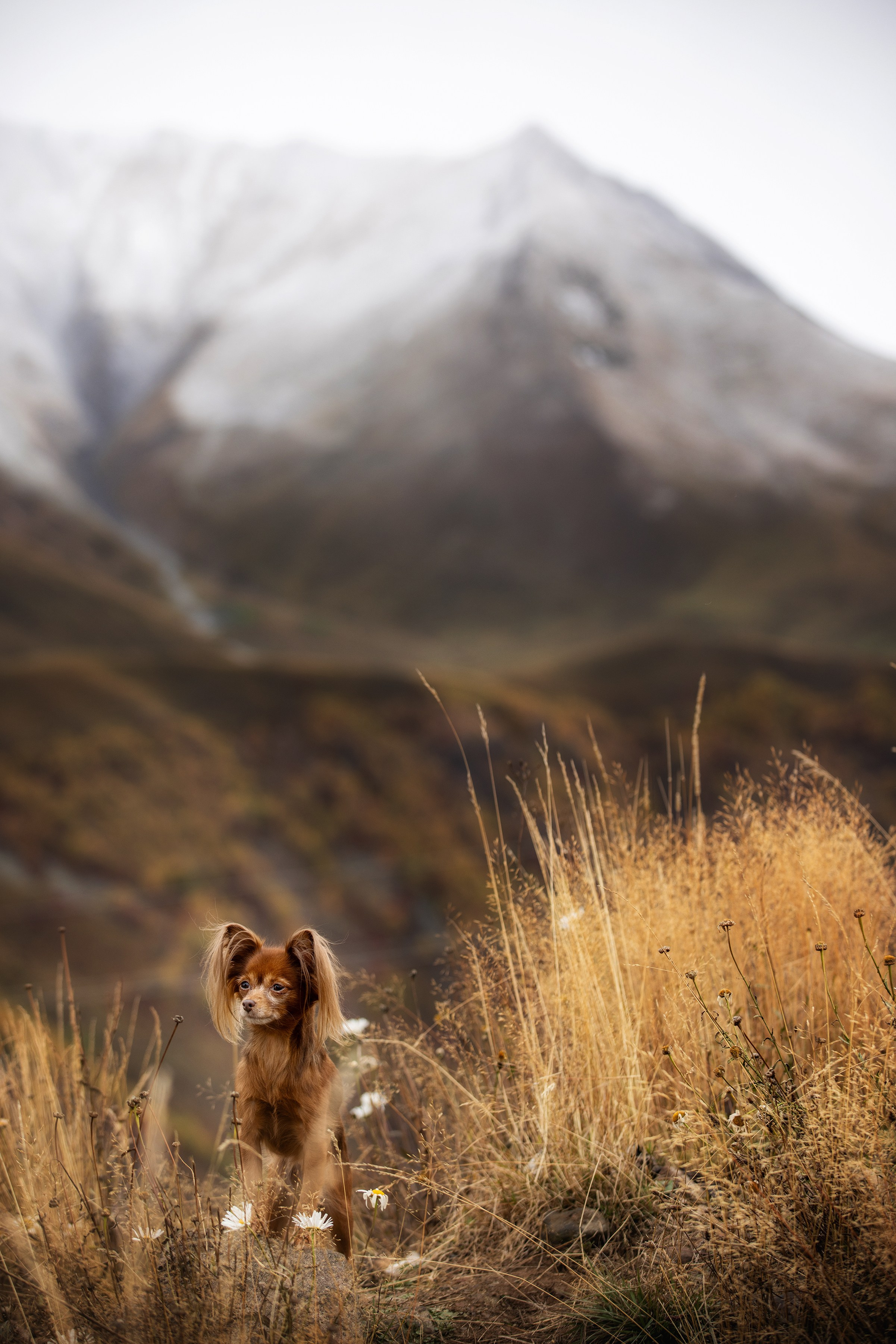 Собаки и не только. Фотограф Алена Звездина